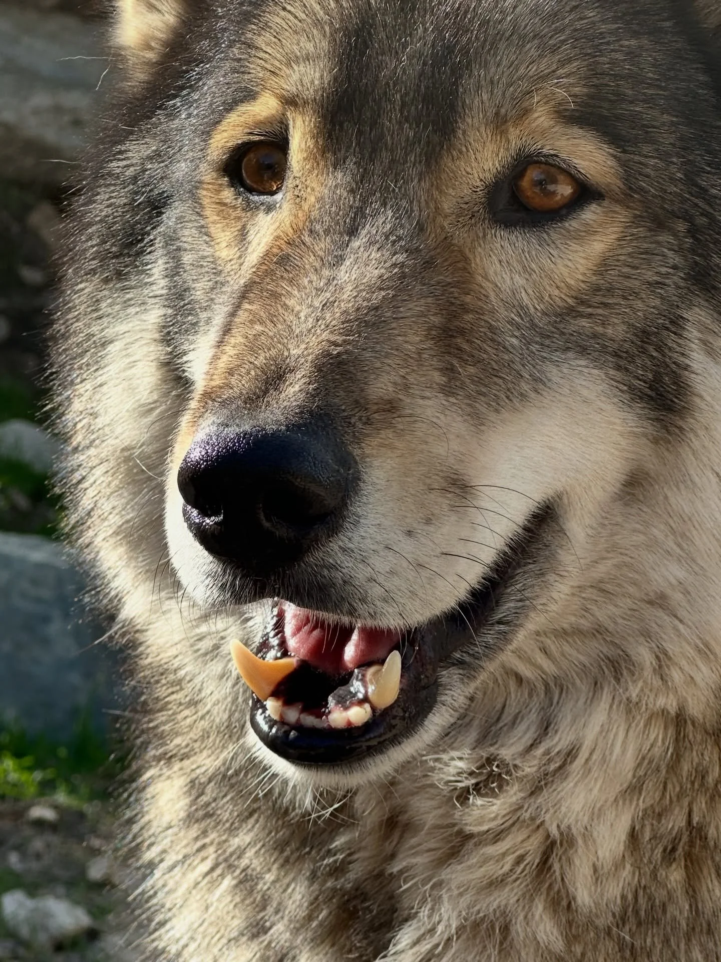 This past weekend, co-founder Shira Myrow went for a visit to @wolfconnection , a wolf sanctuary where her dear friend Laurie Cousins cares for these amazing animals and teaches people how to heal through connecting with them. Wolf Connection program