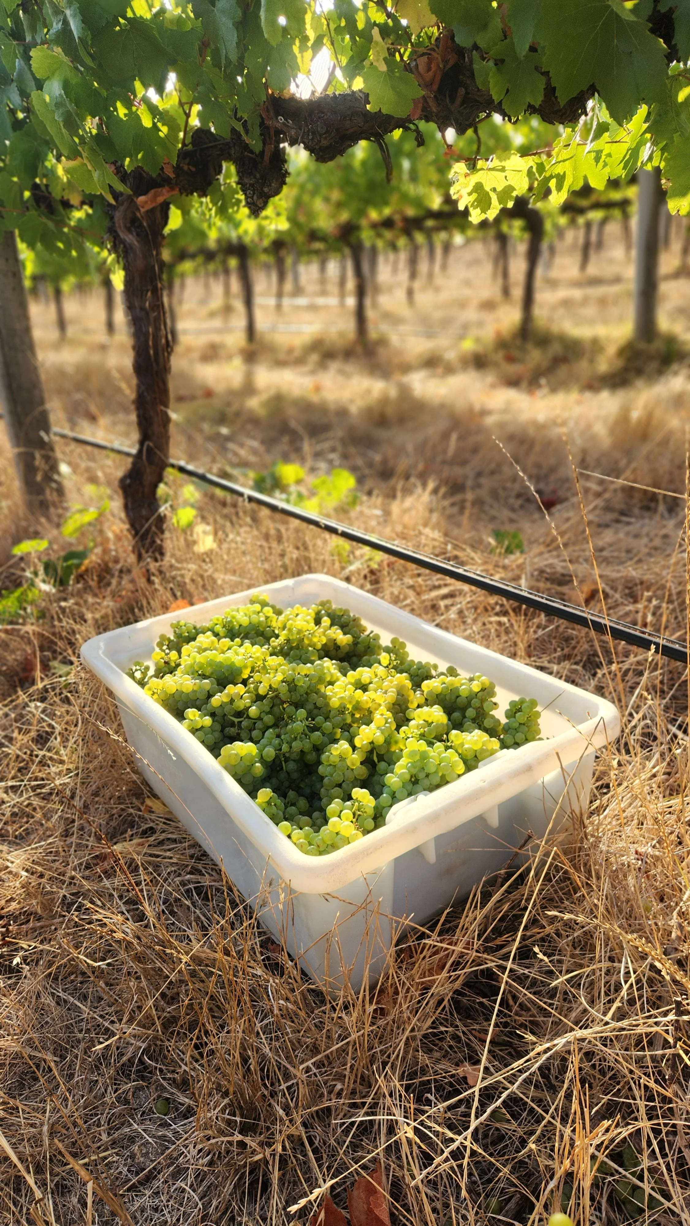 Chardonnay Magpie Block (1).jpg