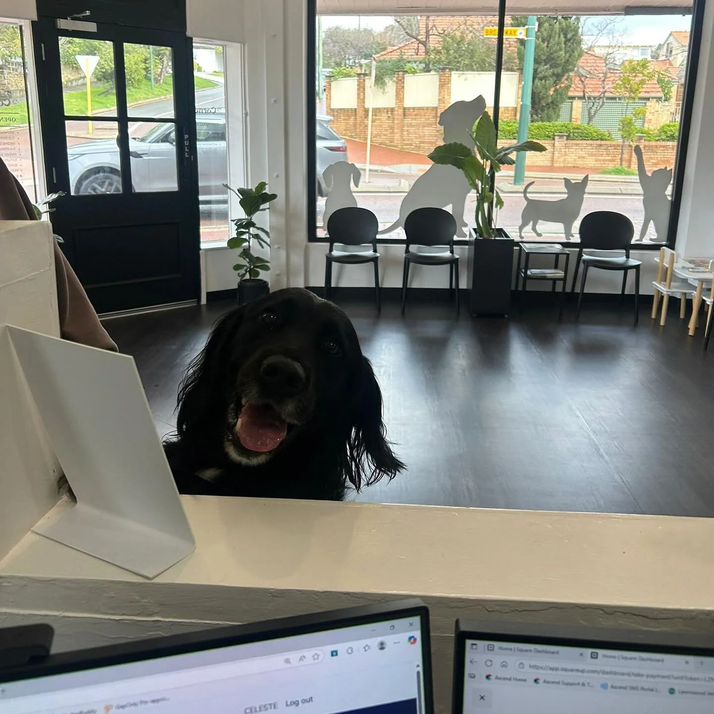 Shadow loves coming to see us at My Corner Vet so much that he checked himself in for his appointment today ππΎ
 #mycornervet #perthvet #vetsofperth #perthvetclinic #yourlocal