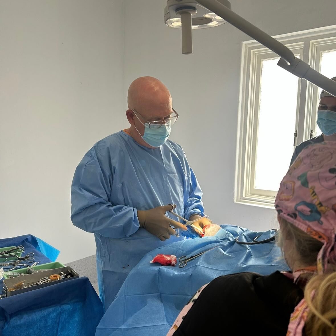 Sweet, gorgeous Illy, a mini French Bulldog, recently faced a tough bump in the road and suffered a fractured knee. 
Luckily she was brought in to see us and very quickly had radiographs and a fracture repair performed right here at My Corner Vet. S