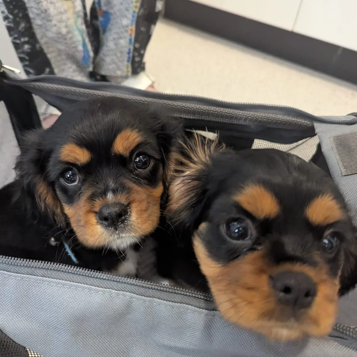 Charlie and Millie came in for their vaccinations this week! They also got Nexgard Spectra and scored 10 entries into our draw to win $1000 worth of Vetcare π€© head to our page and check out our pinned post to see how you can enter too! πΎ π₯³
#Perth