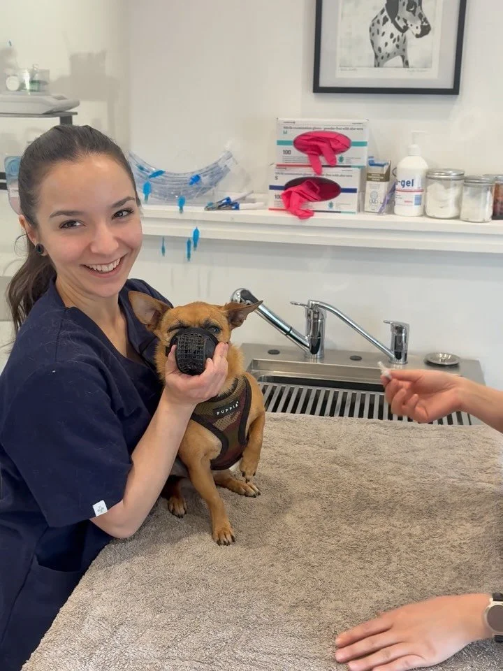 Superheroes don’t always wear capes - sometimes they wear scrubs! π Happy National Vet Nurse Day to our incredible team who give their hearts to every patient, every day! π #NationalVetNurseDay #MyCornerVet #PerthVet