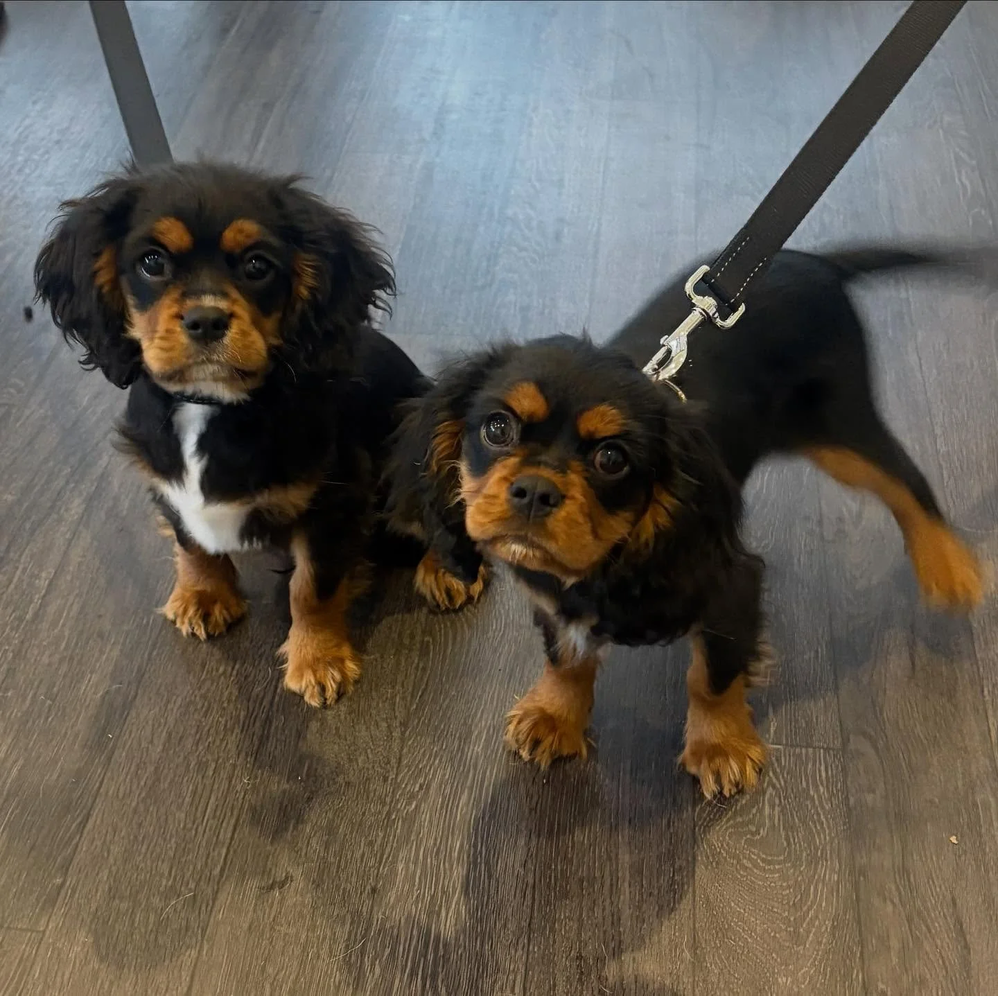 Yin and Yang π€π€ adorable brother and sister Cavalier King Charles puppies, Millie and Charlie, visiting us today for their final puppy vaccinations! 
#MyCornerVet #Perthvets #perthpuppies #dogsofperth