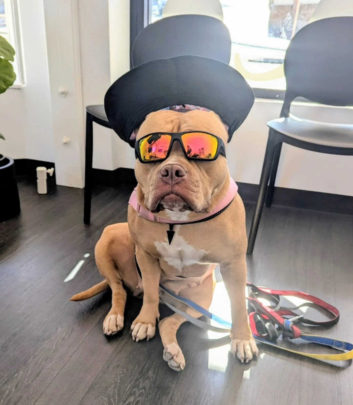 Sun-safe style icon reporting for her appointment 😆☀️🐾