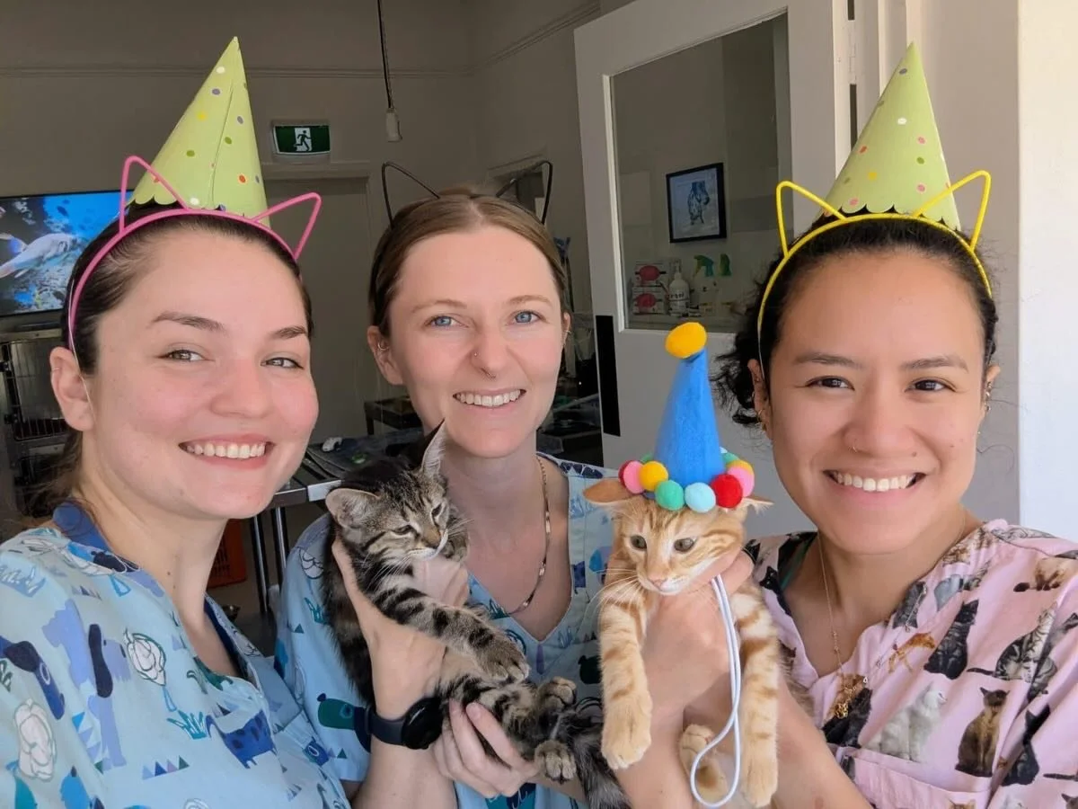 Bailey, rocking his tiny party hat, is officially our 1000th shelter patient! 🥳 He&rsquo;s in today with his sister Hailey, and we couldn&rsquo;t be prouder to have helped so many shelter pets 🐾 🥰