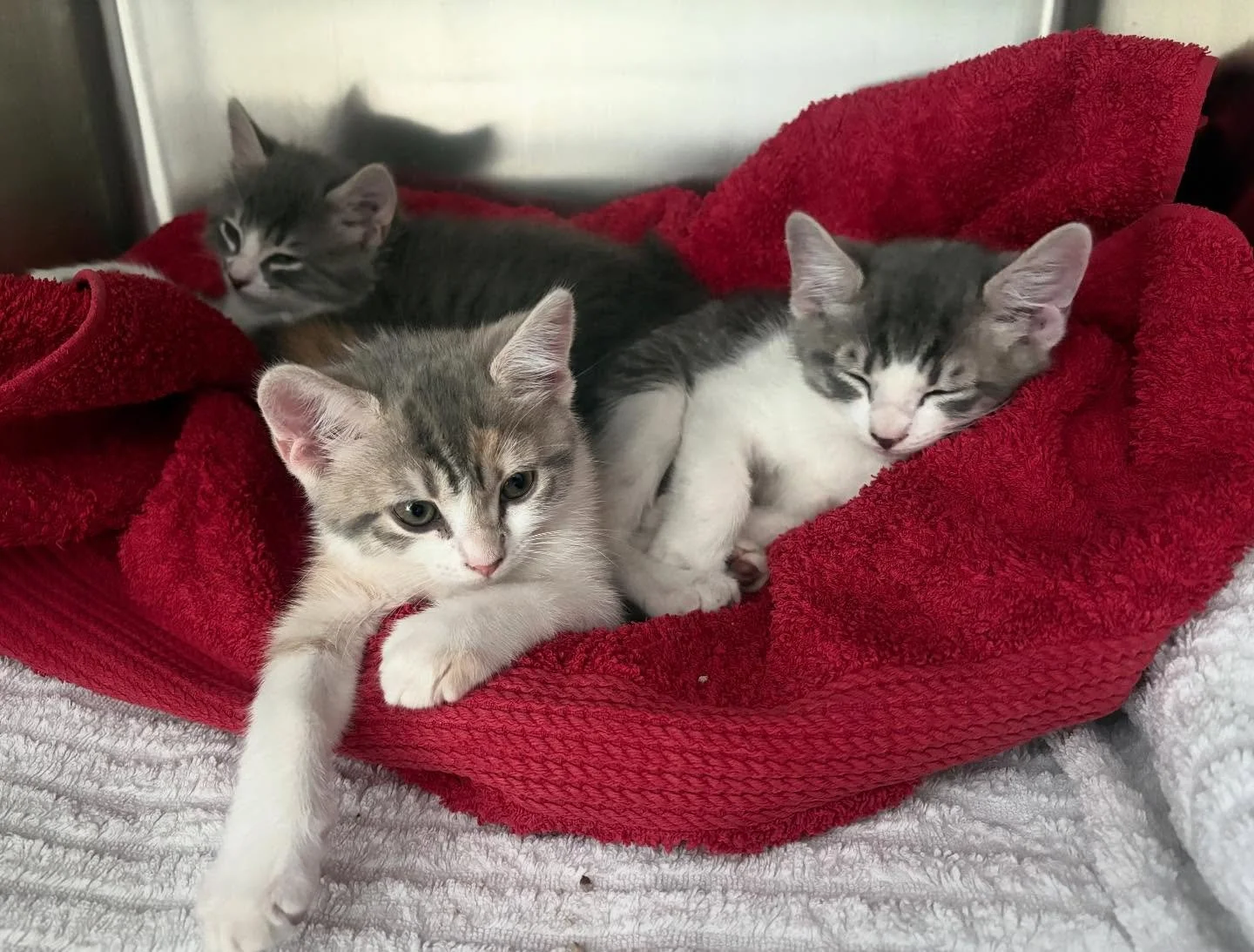 Moments like this remind us why our Pay It Forward program for rescue pets truly matters ❤️