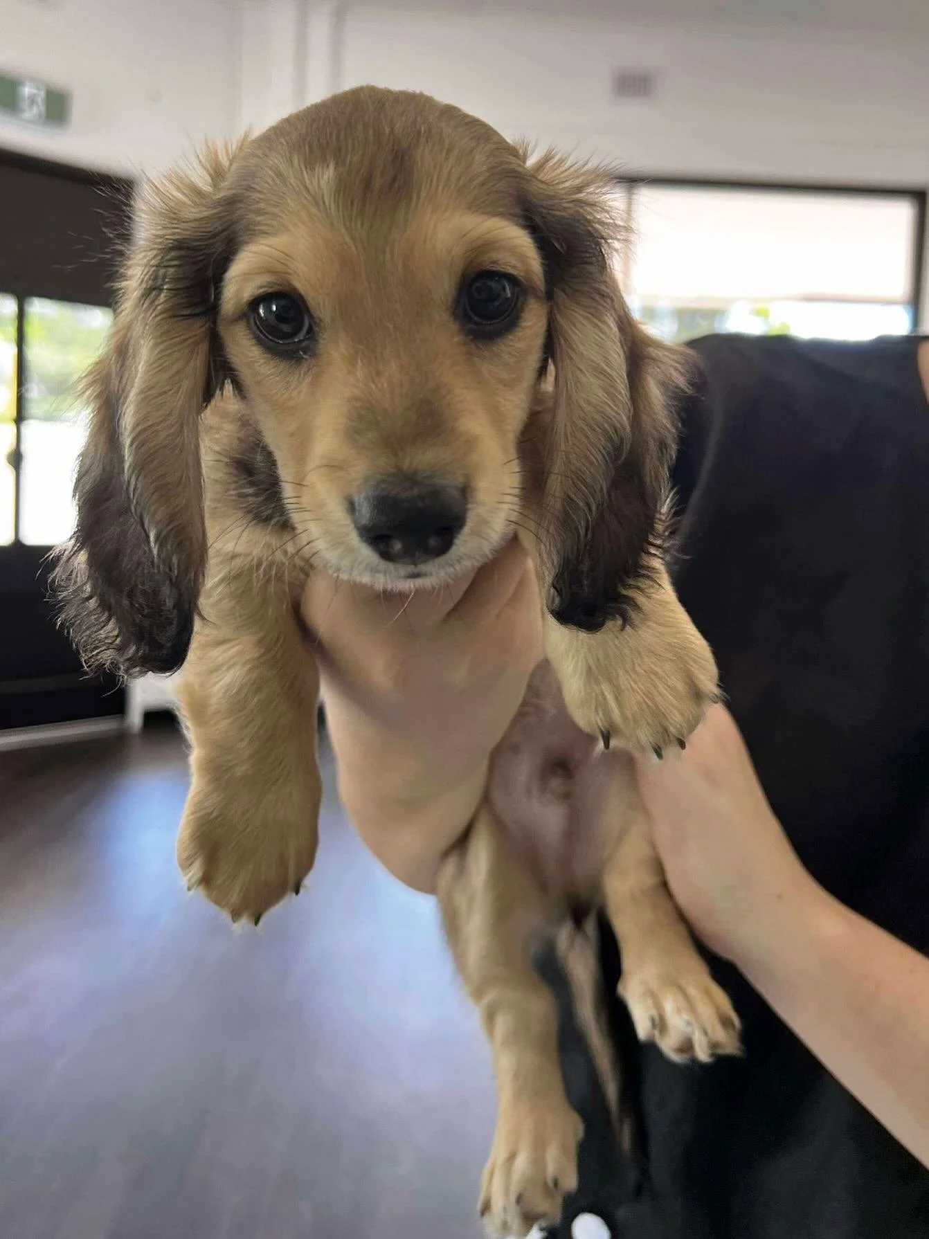 Gorgeous little Comet, a 9 week old miniature Dachshund, visiting us for his first vet check 😍🐾