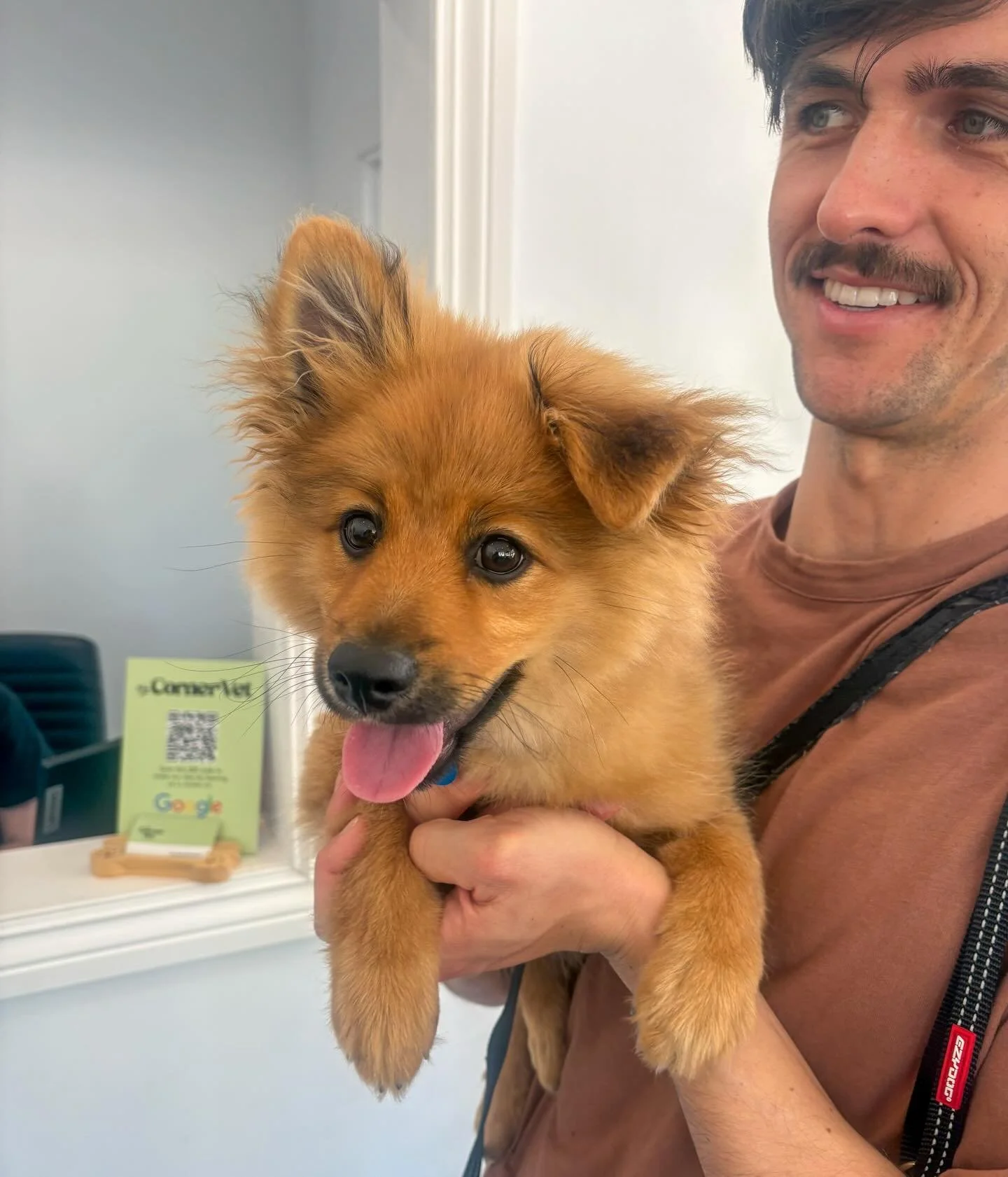 Little fluffball 14-week old Pumpkin, the Pomeranian, visited us for his last puppy vaccination 🥰🎃
