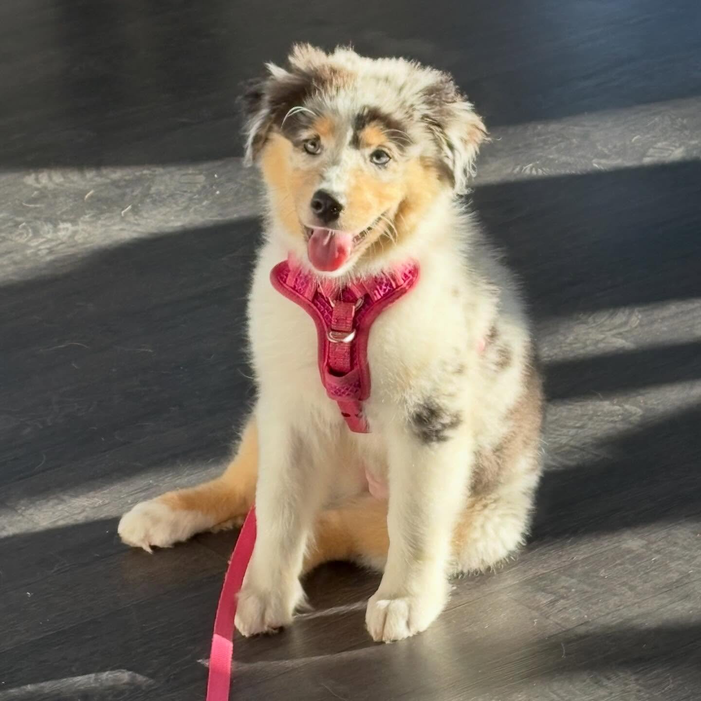 Gorgeous 12-week-old Australian Shepherd Maggie visited us for her monthly @nexgardspectraau chew 😍