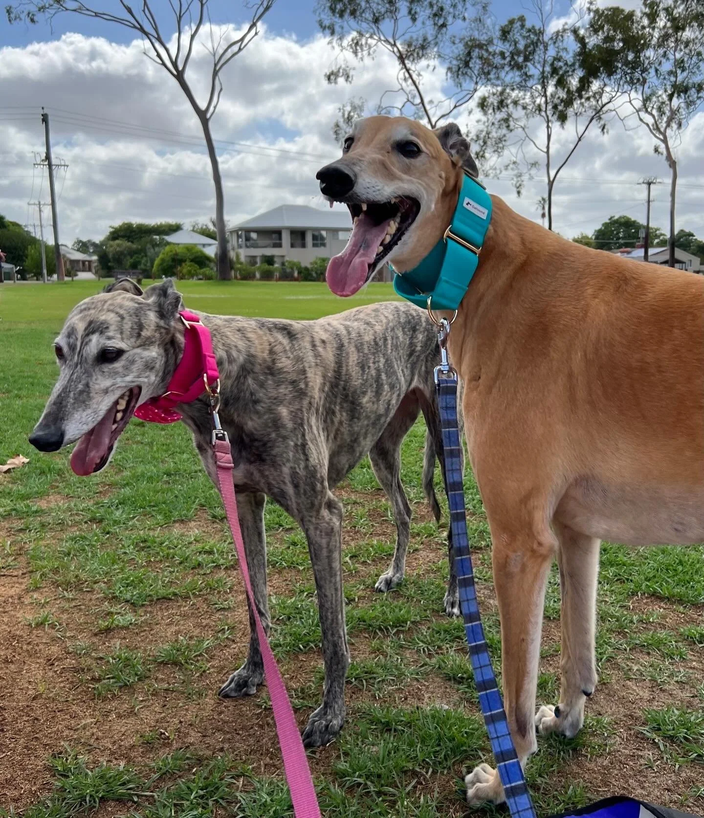 @greyhoundadoptionswa is urgently needing foster carers!
 
Fostering is free - they cover food and vet care and give 24/7 support 🐾 
 
Contact their website, Facebook or Instagram. Or call 0438 601 492 for more information about fostering. greyhound