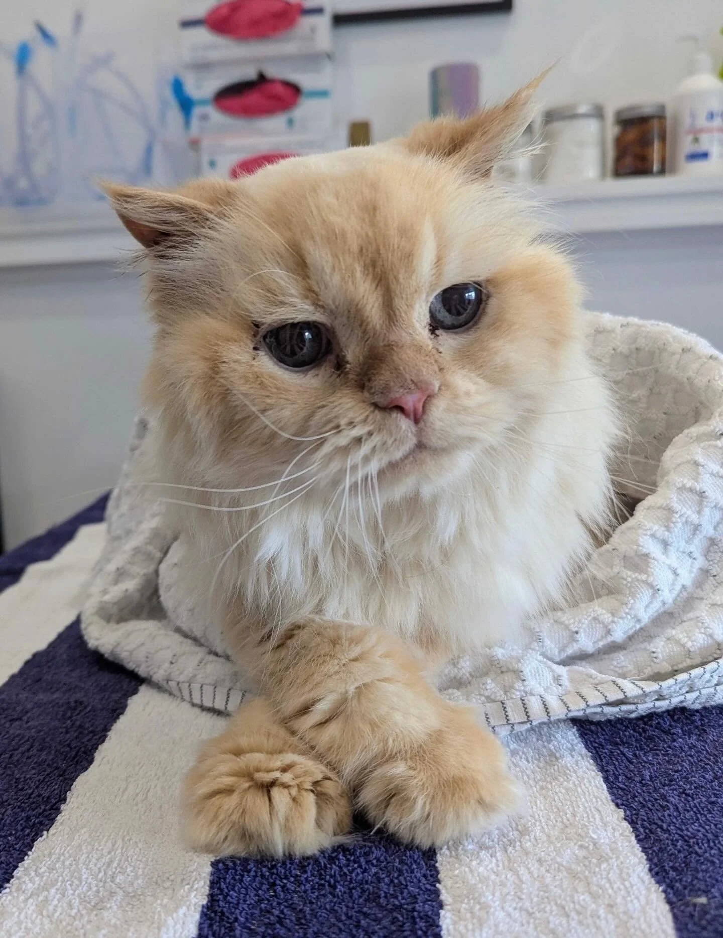 Coco is a distinguished older gentleman, 17yrs old. Was the perfect patient for his blood test today 🐾😻