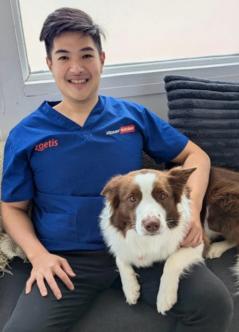 Dr Sean, veterinarian at My Corner Vet Nedlands, holding a brown and white dog