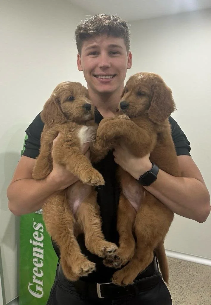 Dr Jai, veterinarian at My Corner Vet Nedlands, holding two puppies