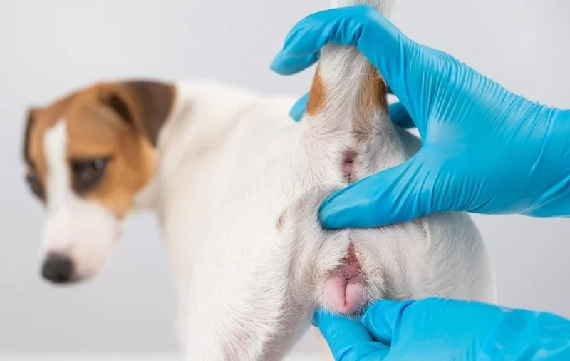 Vet examining a small dog’s vulva for signs of abnormal vaginal discharge using gloved hands.
