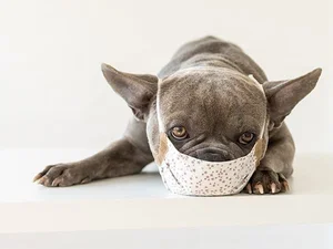 Kennel Cough in Dogs | Symptoms, Treatment & Prevention | My Corner Vet ...