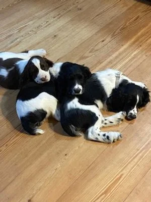 Meet the Pack!
