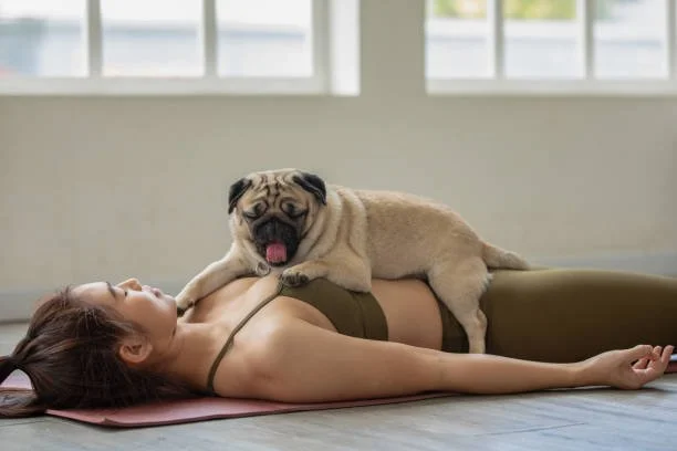 Pug Yoga Benefitting Pug Rescue of Austin