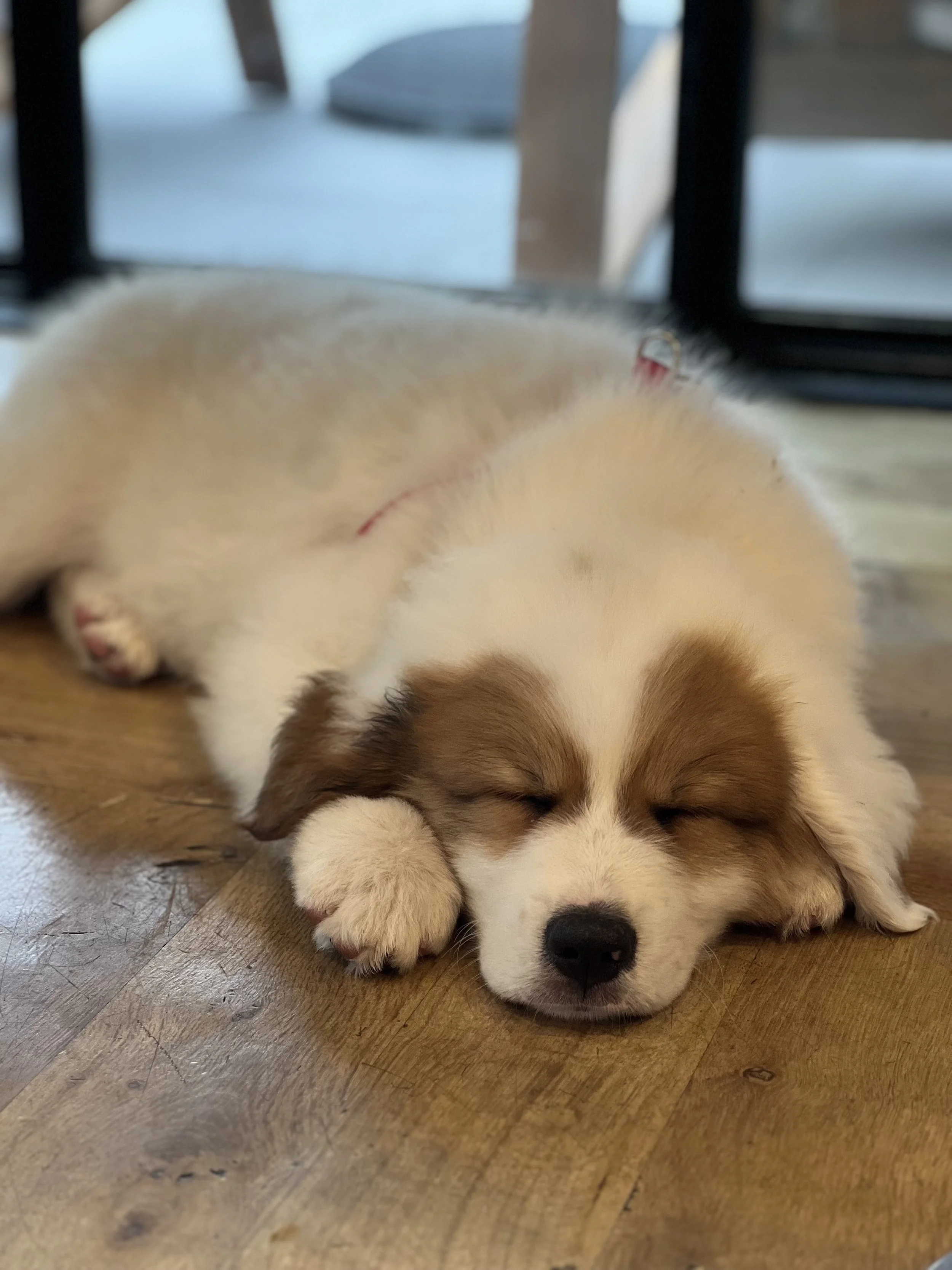Puppy Yoga Benefitting Heart of Texas Lab Rescue