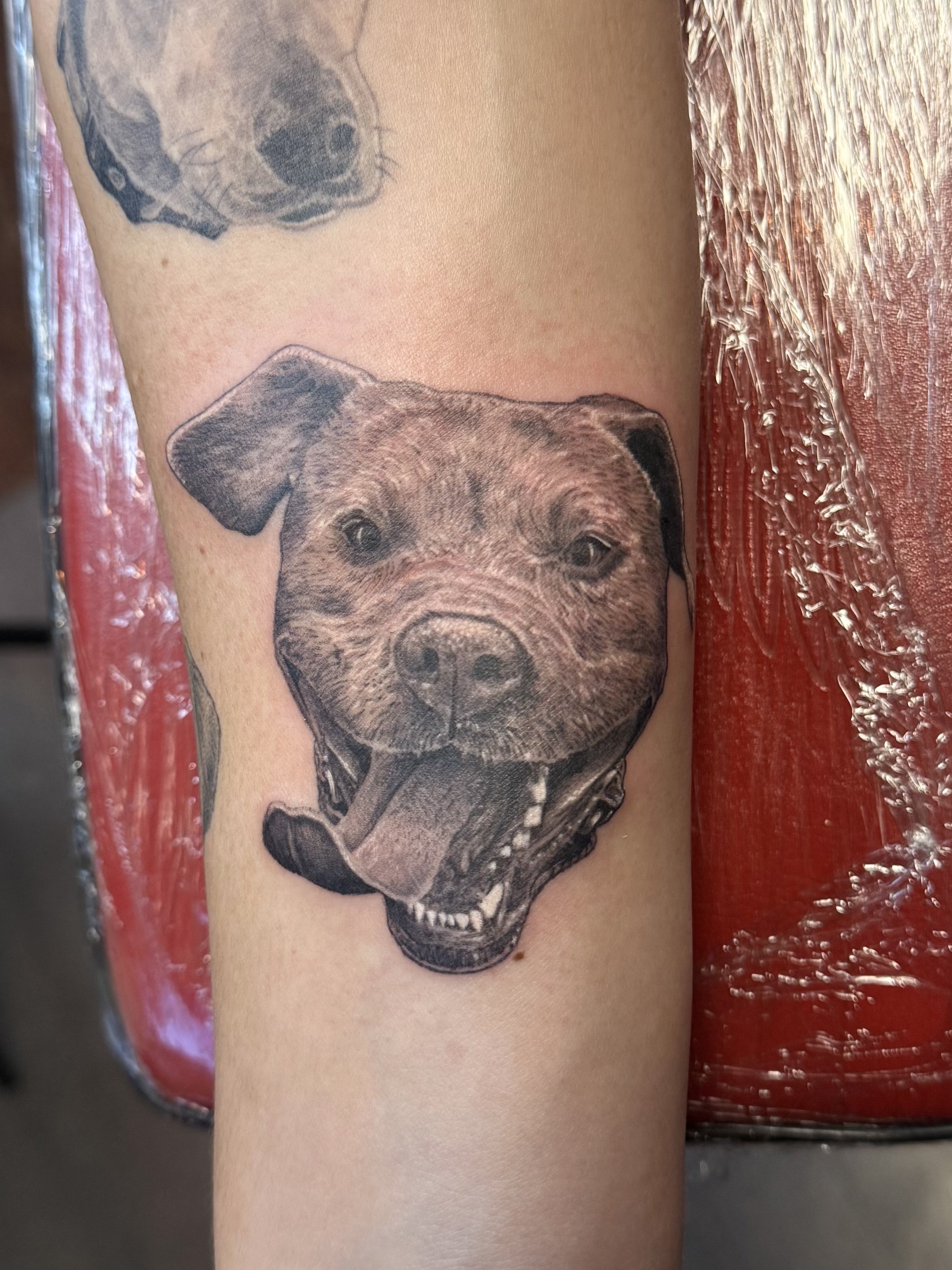 Portrait of a pittie mix.