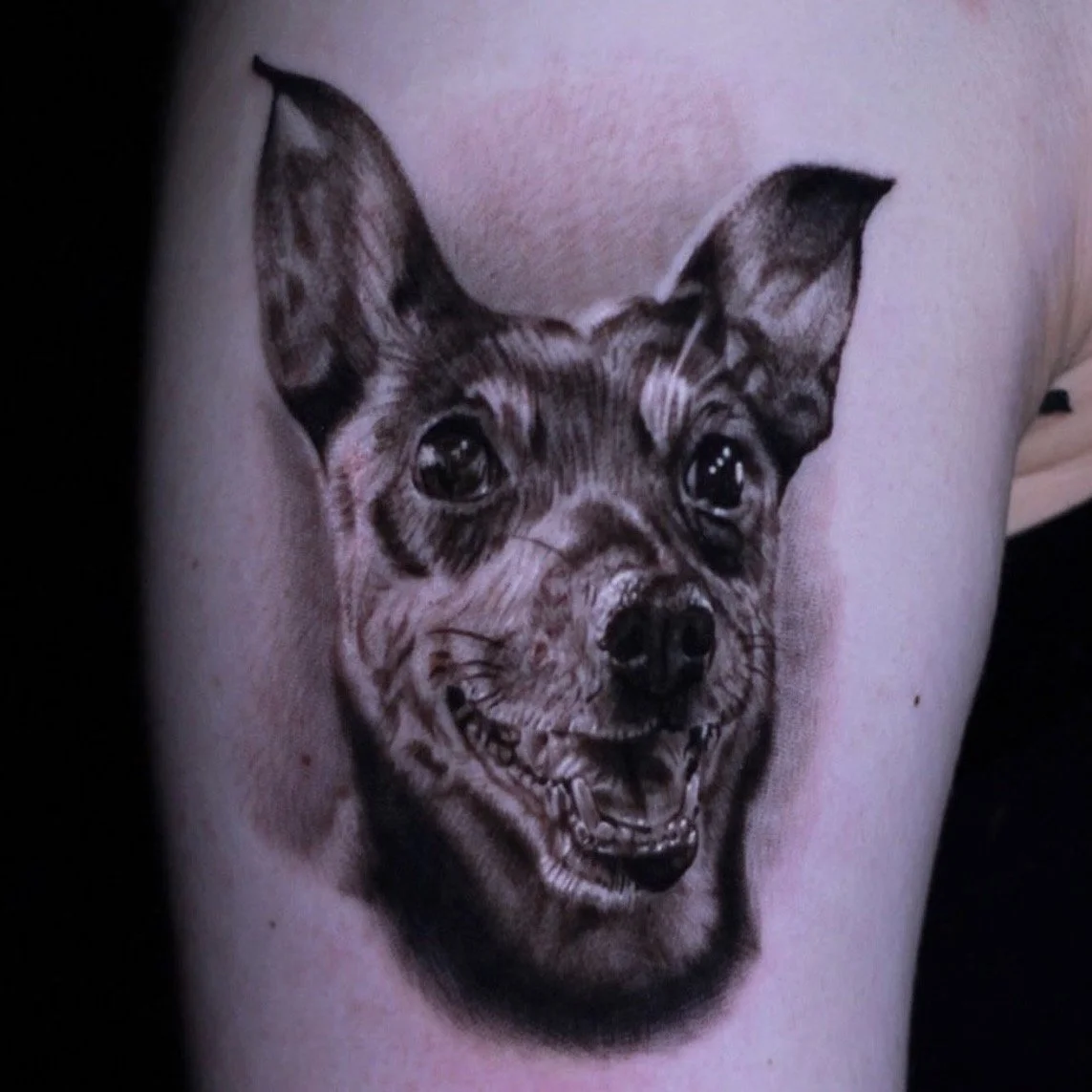 Portrait of a chihuahua.