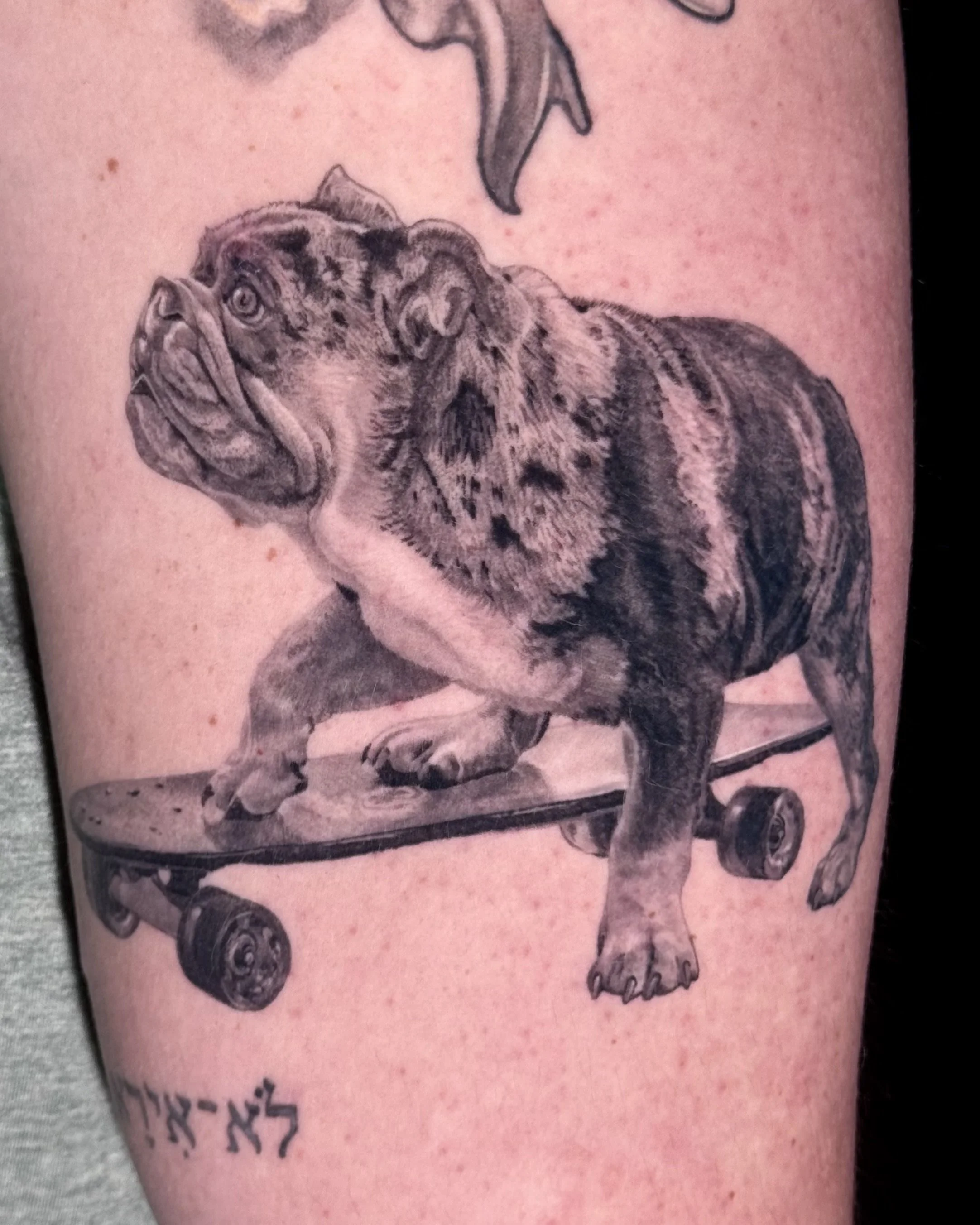 Memorial portrait - skateboarding dog - healed.