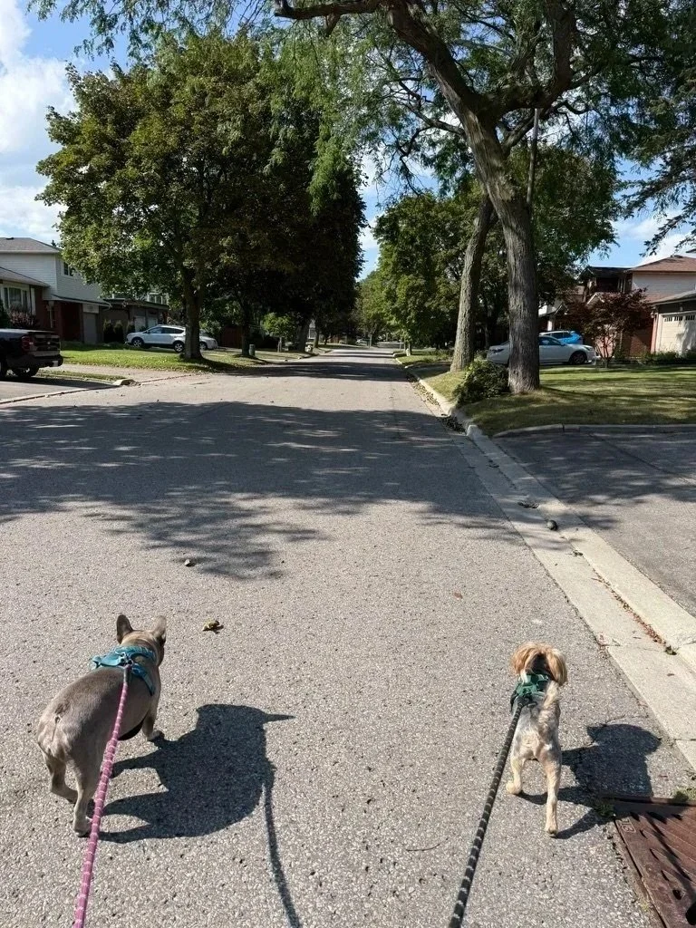 The Space Between the Spaces: walking my dogs Chloe and Bobbie