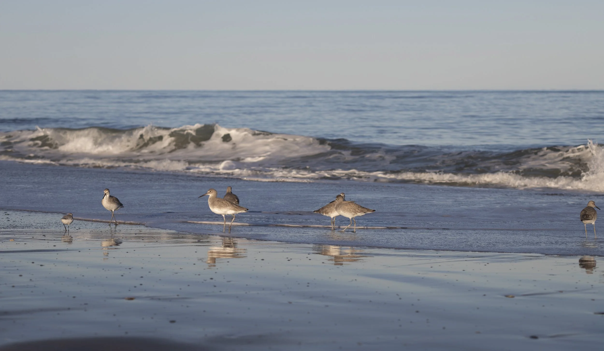 birds1.jpg