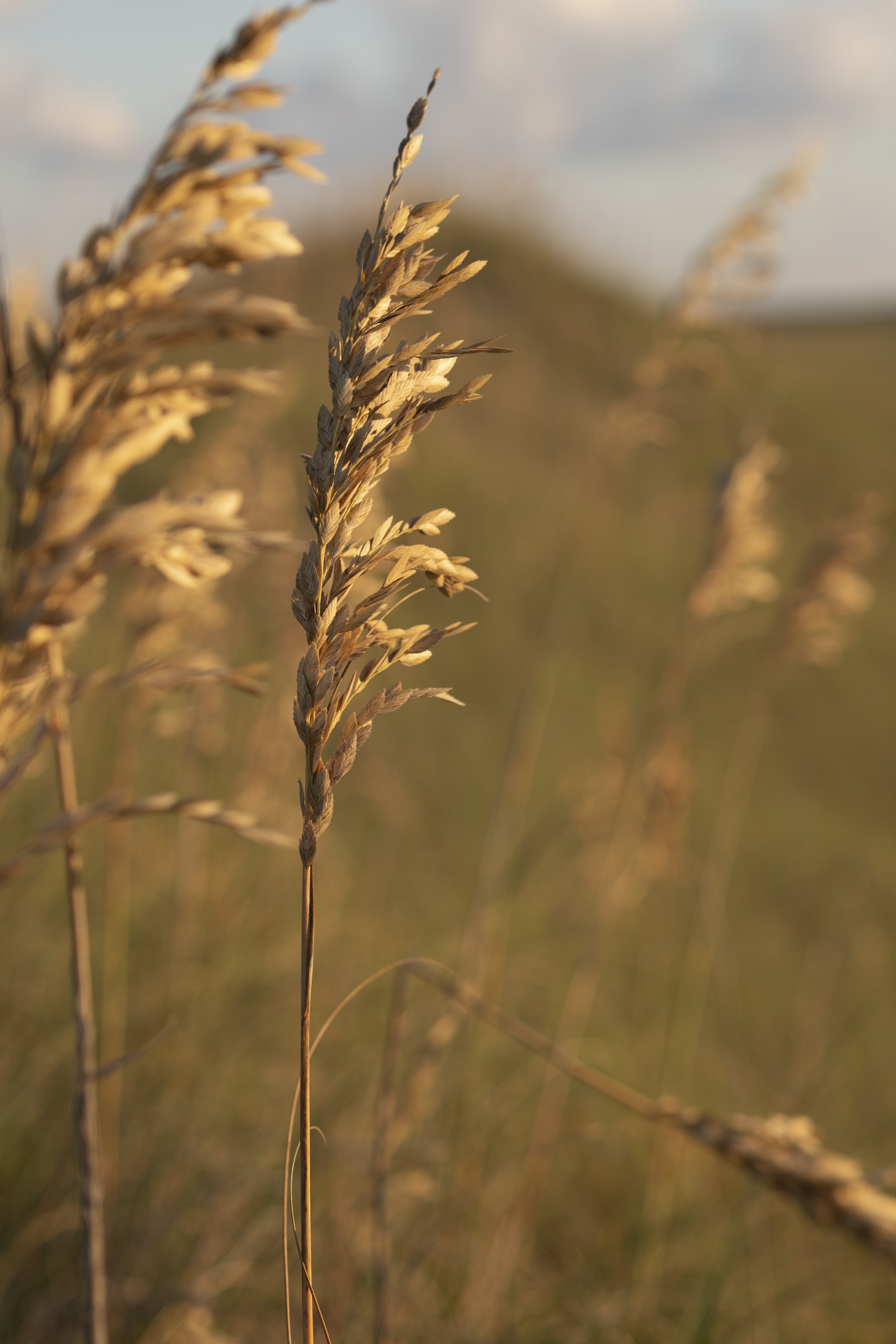 seaoats.jpg