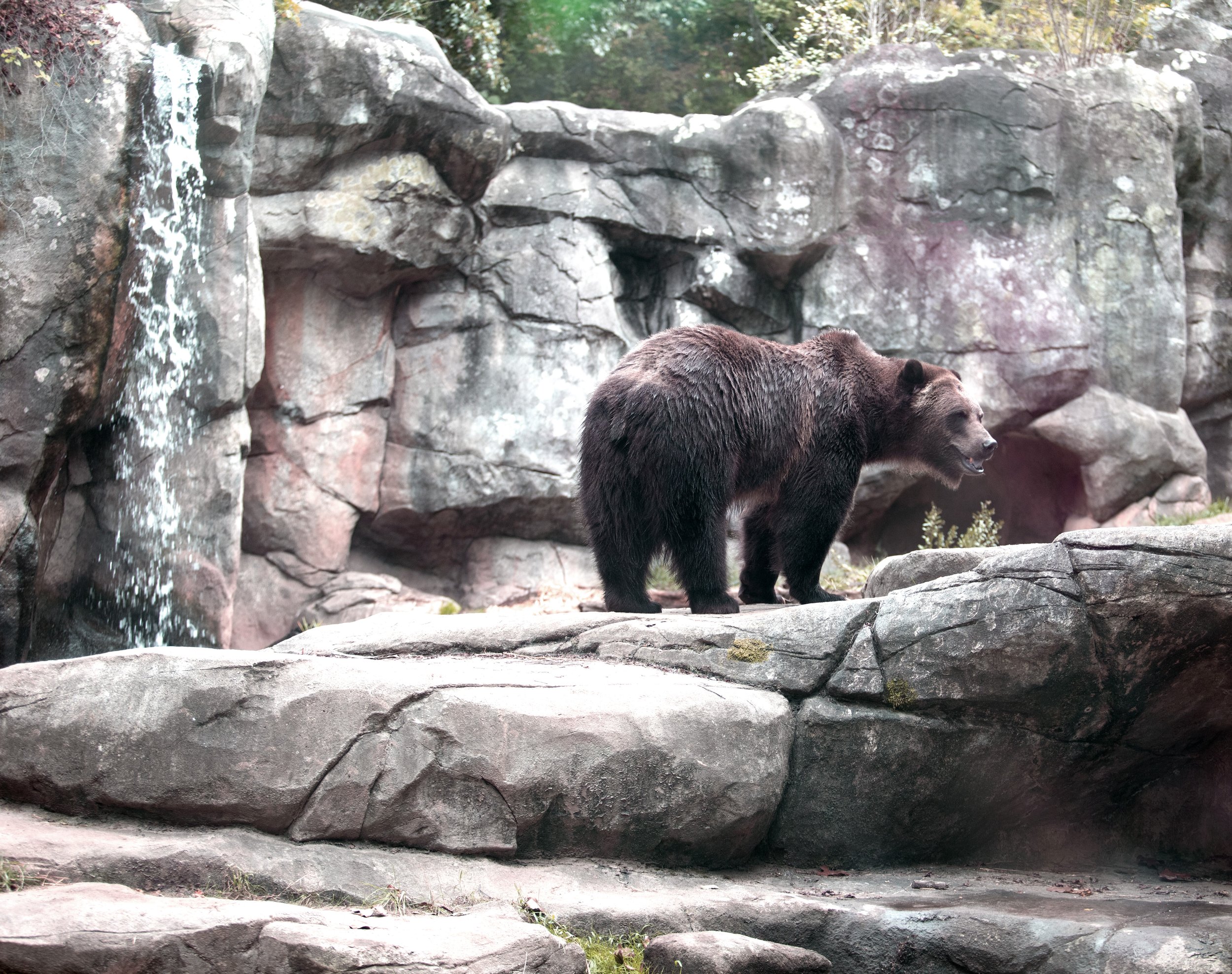 bear1.jpg