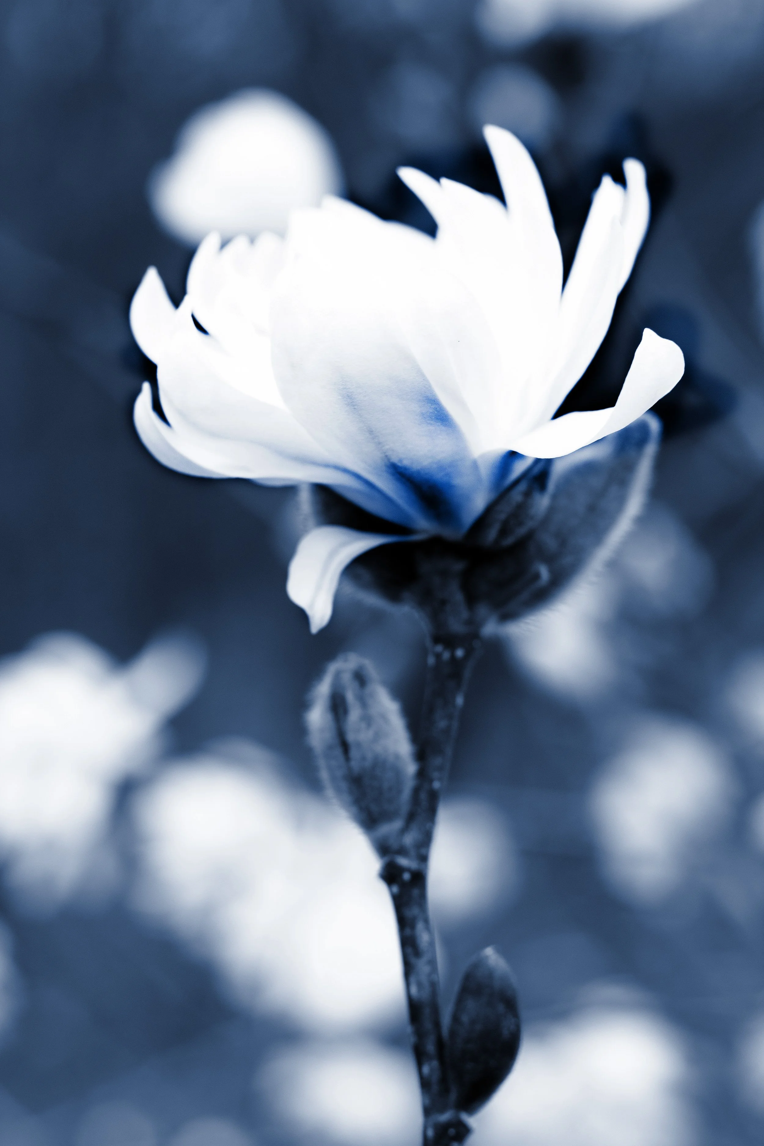 cyanlily.jpg