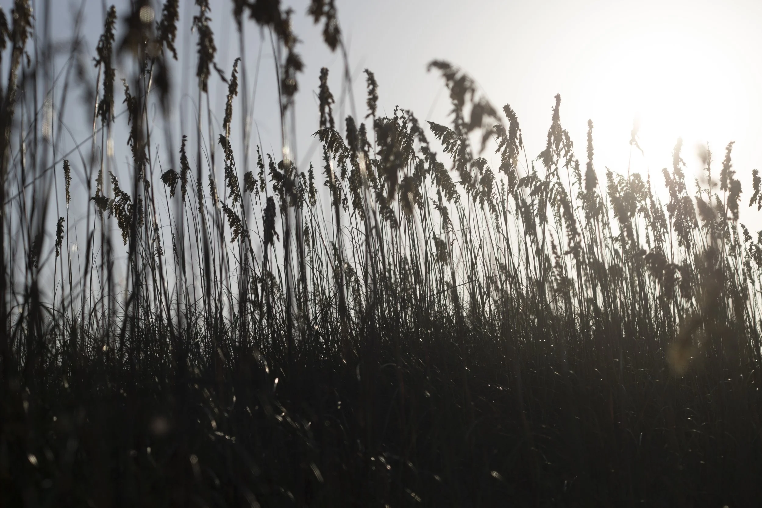 Morning Sea Oats.jpg