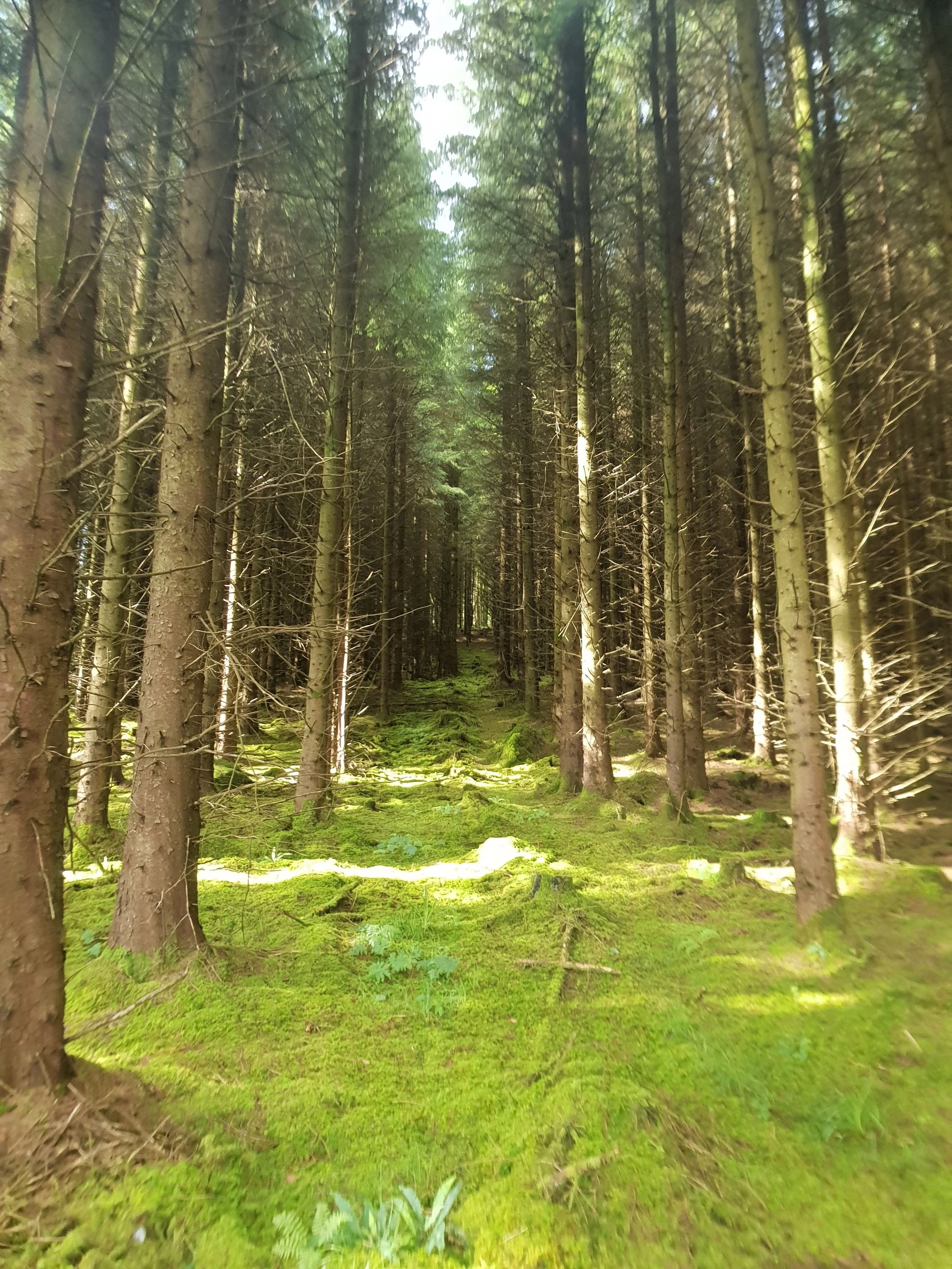Our Forests