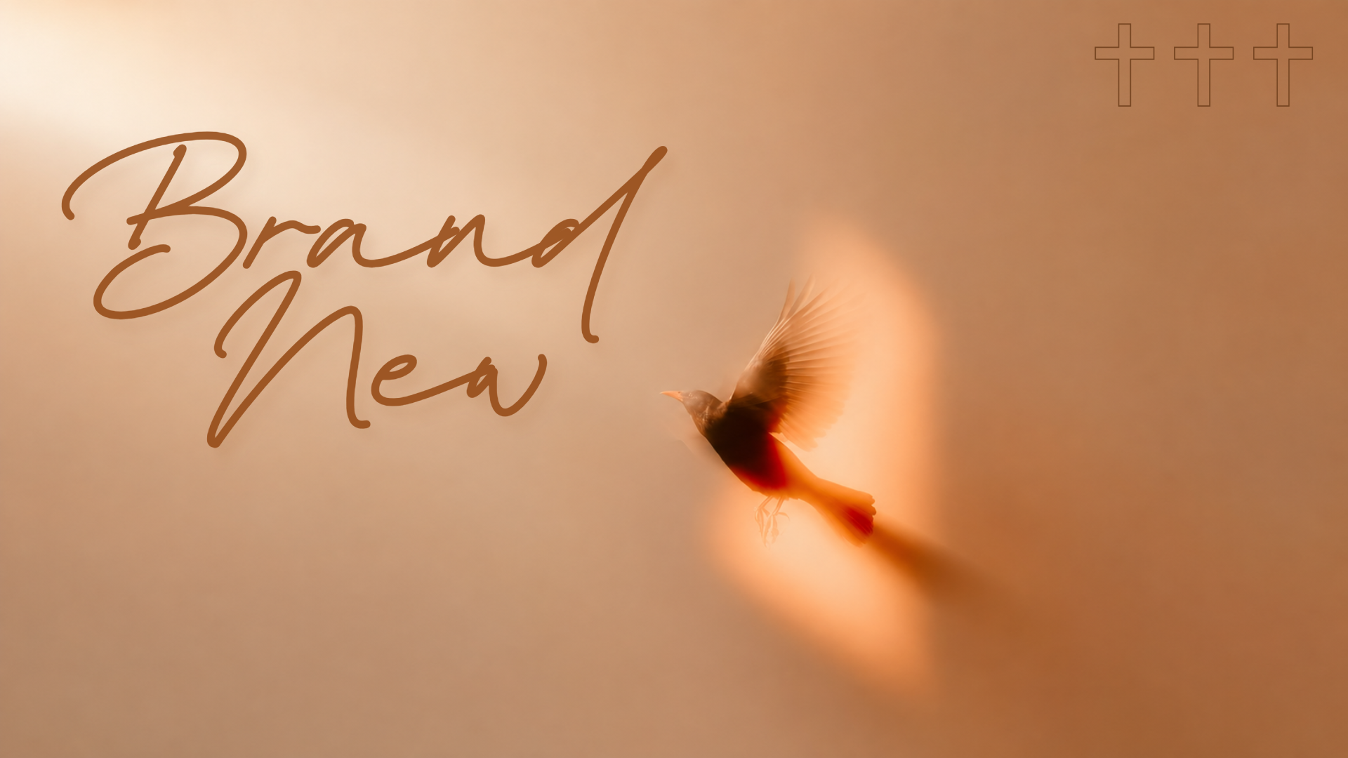Brand New-1.png