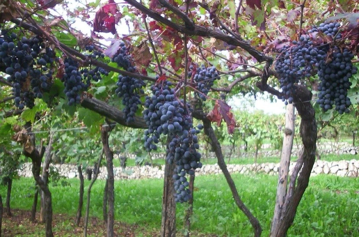 Bunches of Spigamonti grape - photo&nbsp;courtesy of Claudio&nbsp;Oliboni