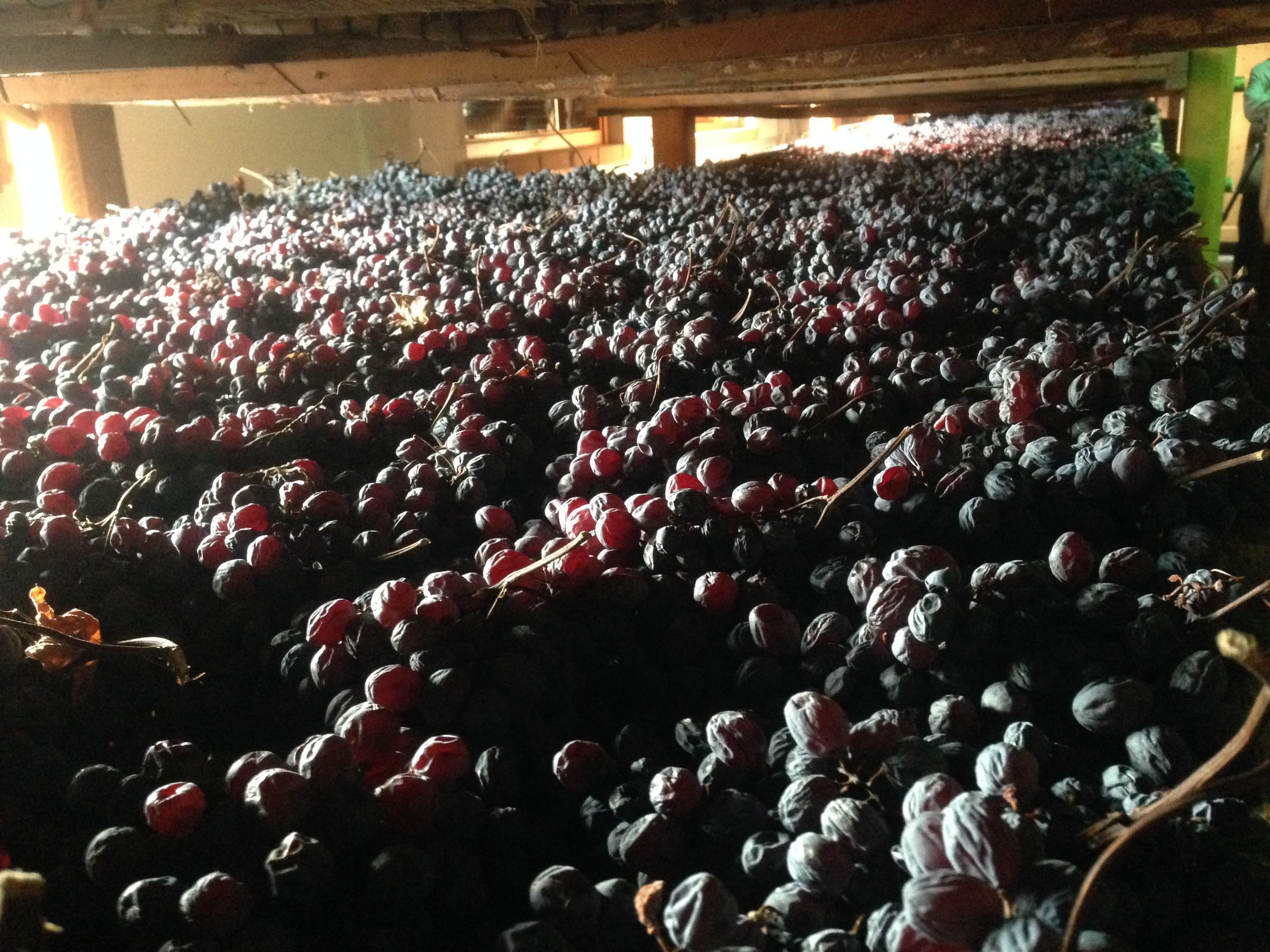 The resting machine for grapes