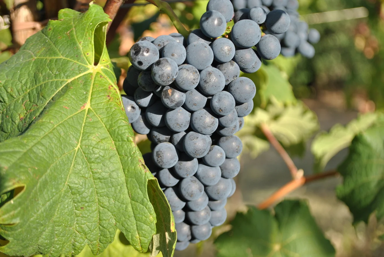 Grapes collection — Terroir Amarone
