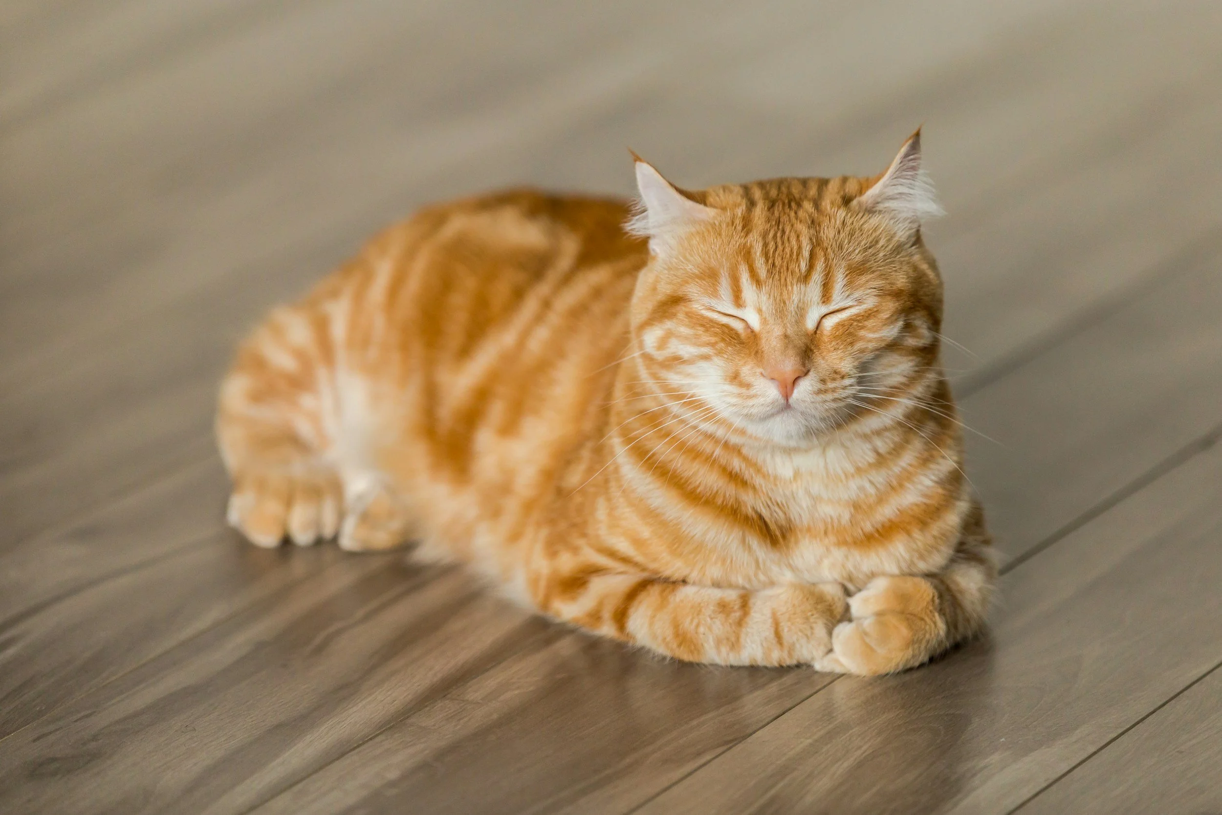 An orange tabby cat lying on a wooden floor with eyes closed, appearing relaxed and content.