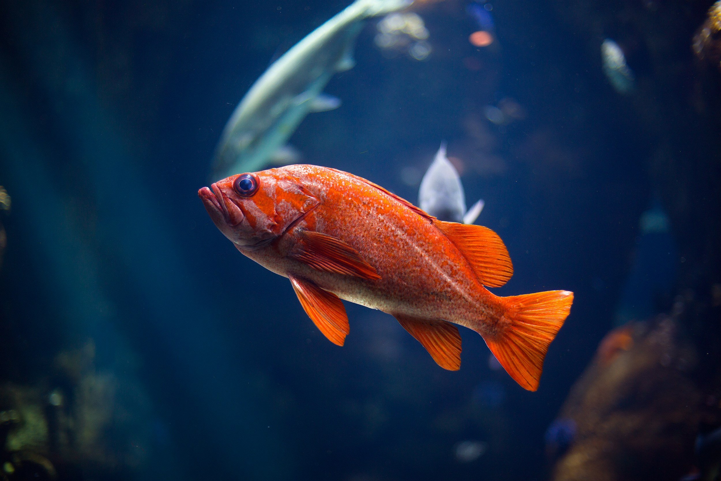 A red-orange fish swimming underwater with blurry fish in the background.