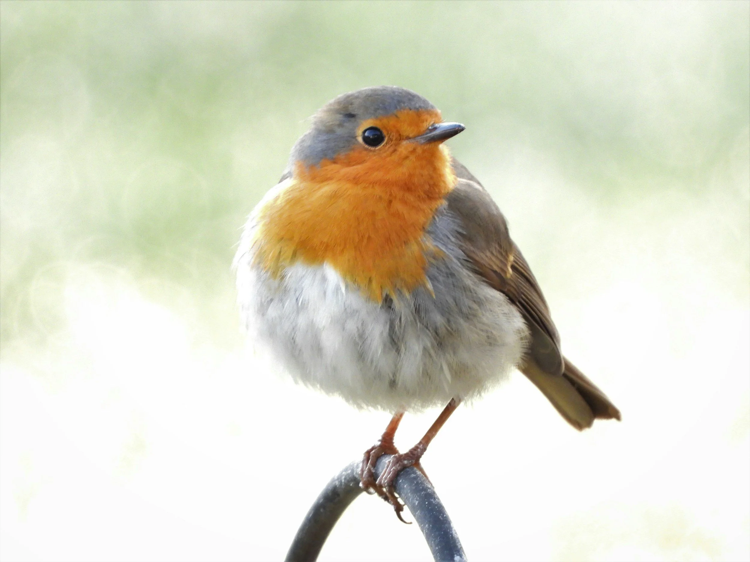A small bird with an orange face, chest, and throat, perched on a branch, with a blurred light green background.