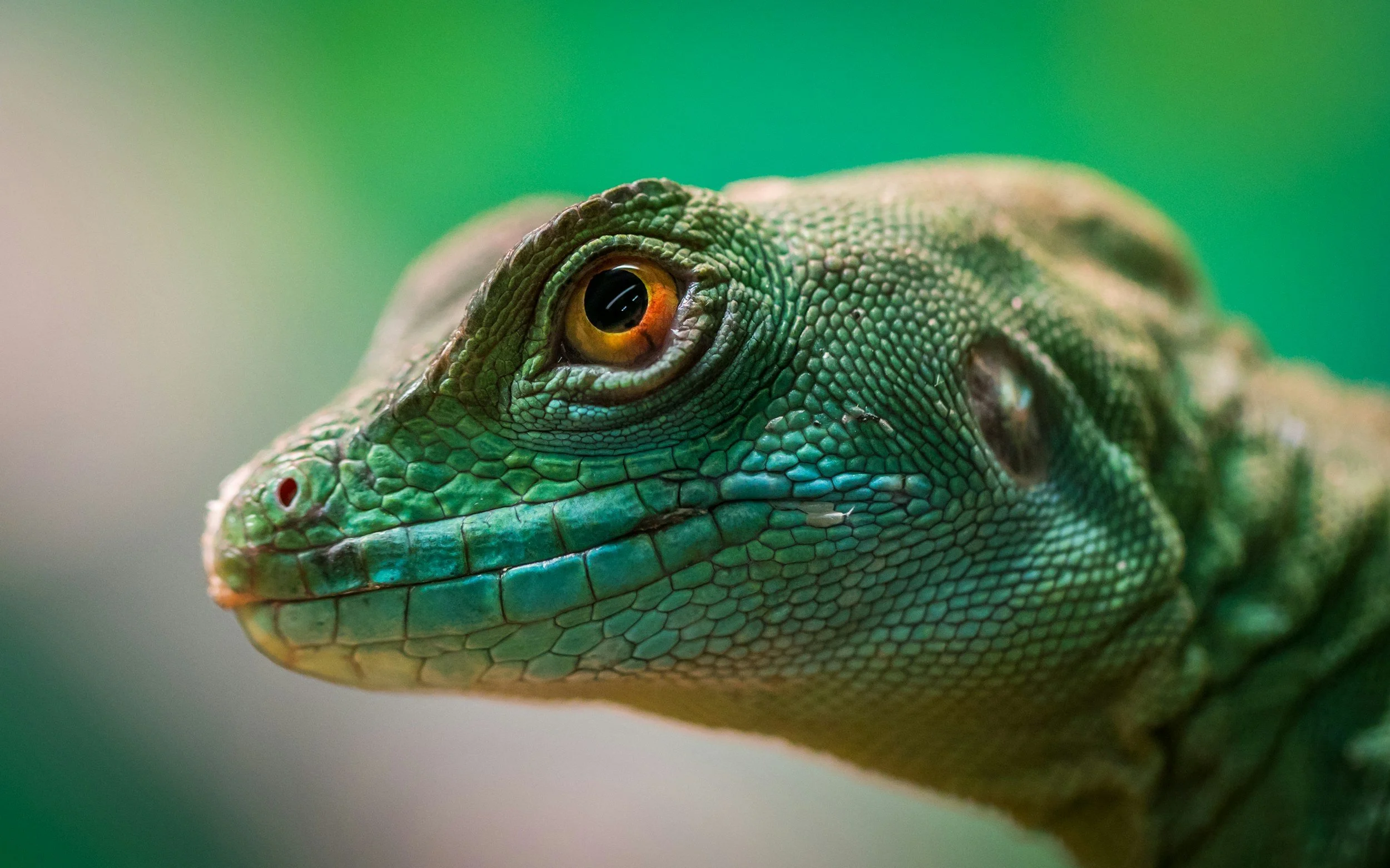 Close-up of a green iguana's head with detailed scales and orange eyes, against a blurred green background.