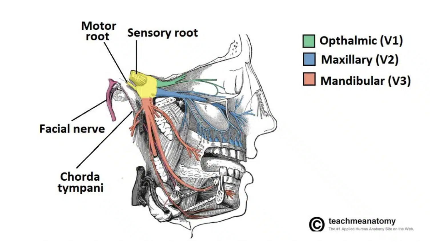 Trigeminal Nerve Inflammation 