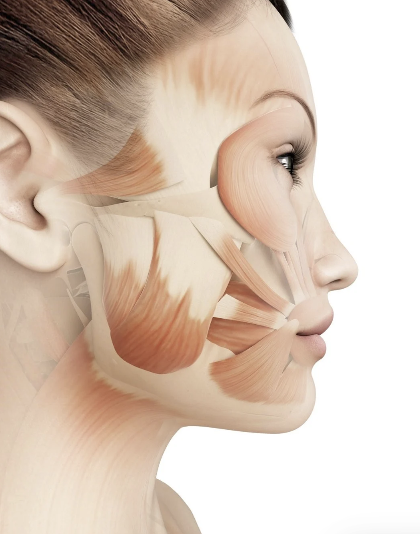 Orofacial Myology: Disorders, Oral Ties &amp; Therapy