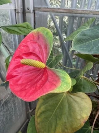 Indoor Forest Bathing 