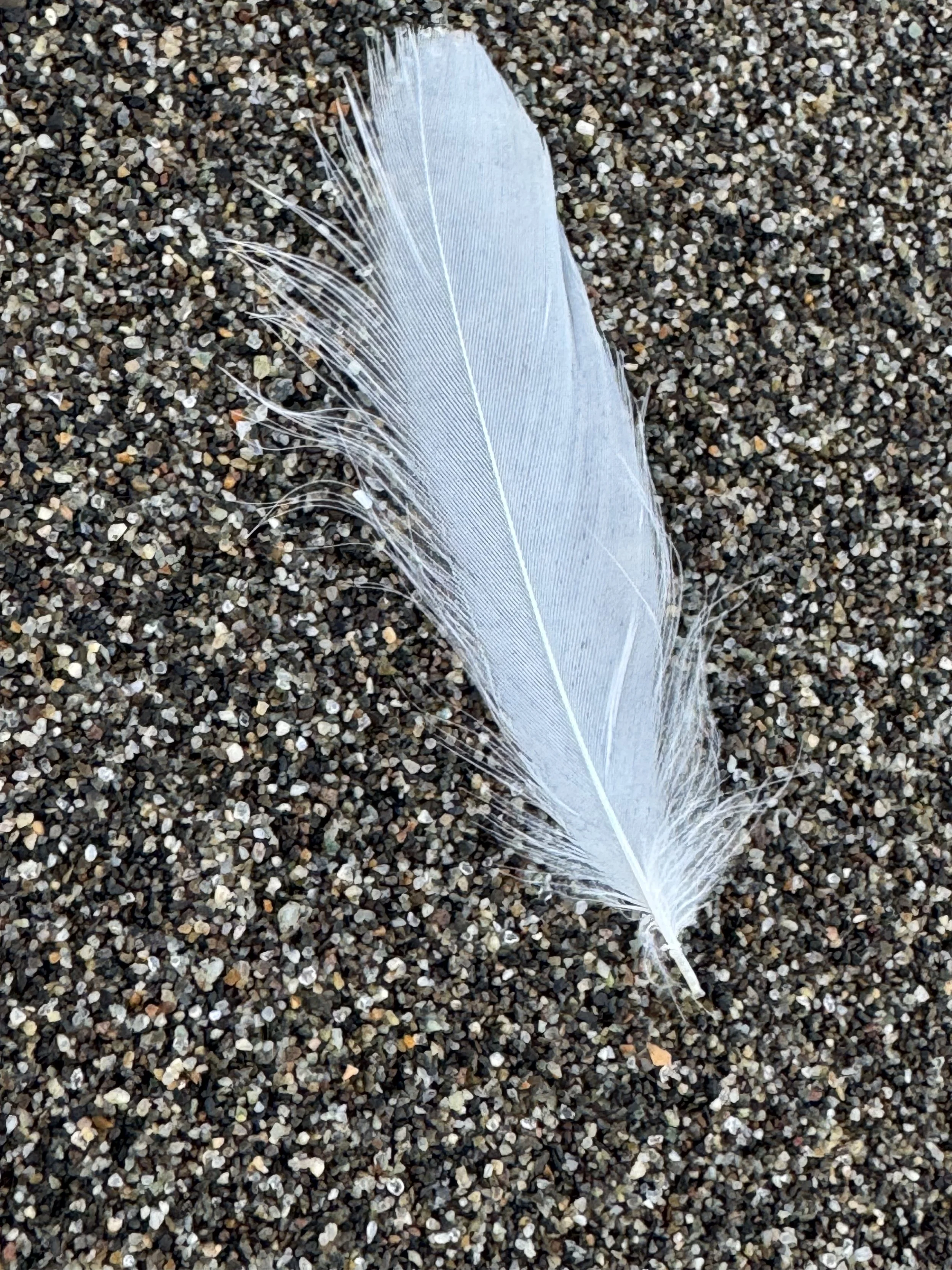 Private Forest Therapy Event