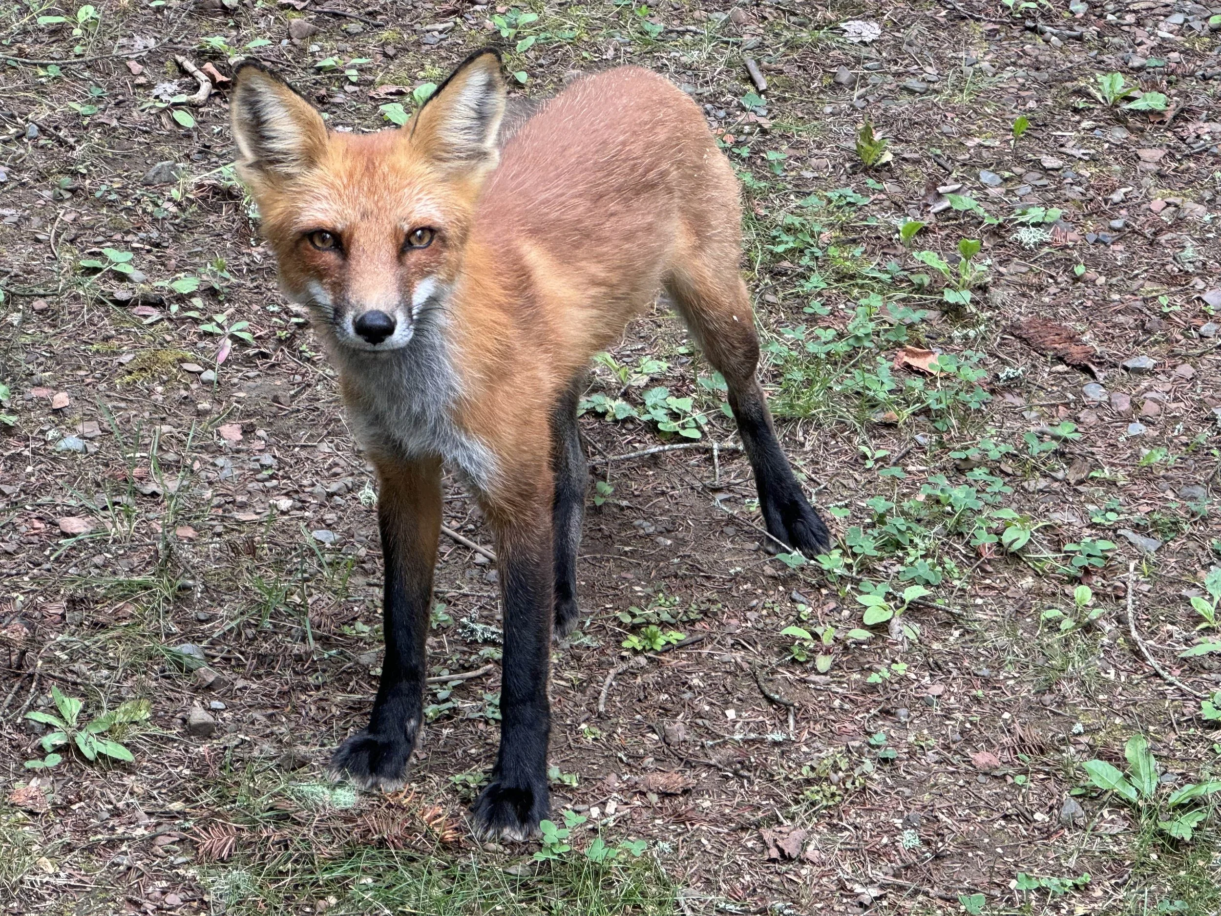 Forest Bathing at the Lake Superior Zoo