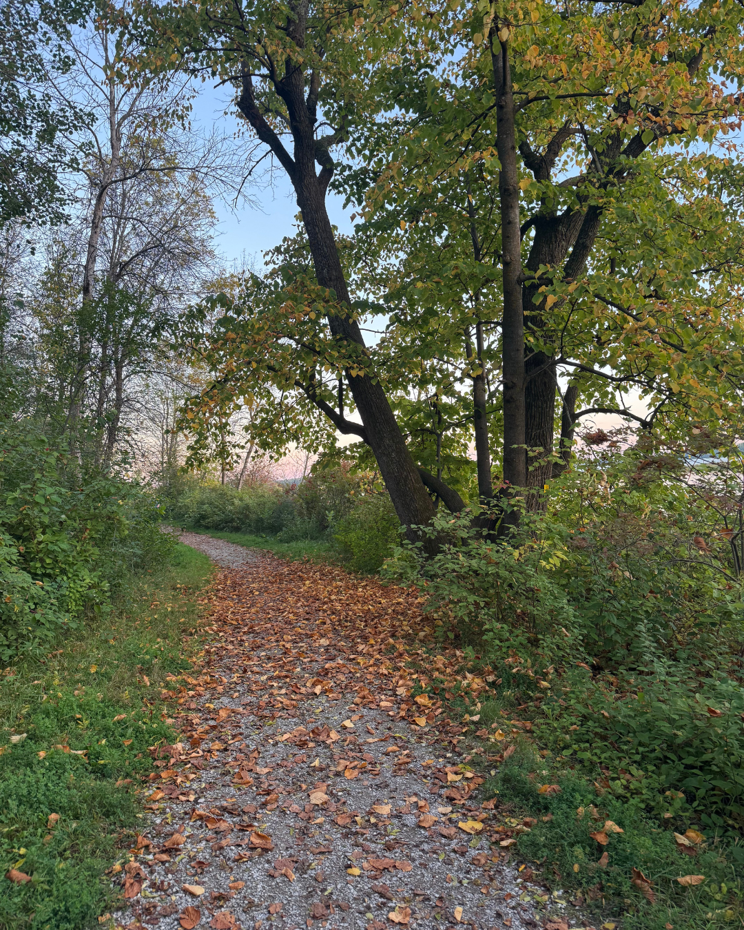 Free Forest Bathing at Indian Point