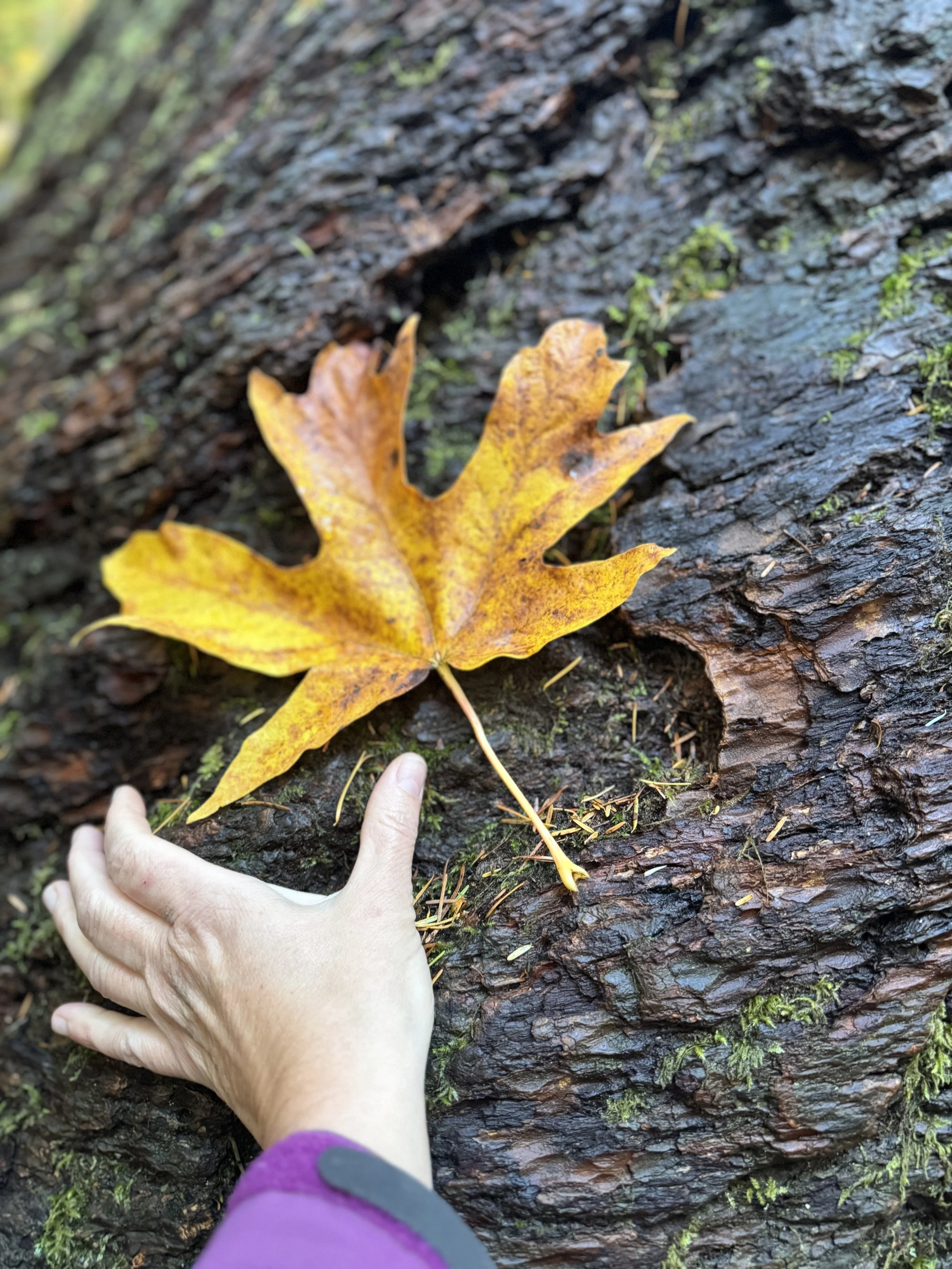 A yellow autumn leaf resting on a wet, textured tree trunk, with a person's hand reaching towards the leaf, in a forest setting.