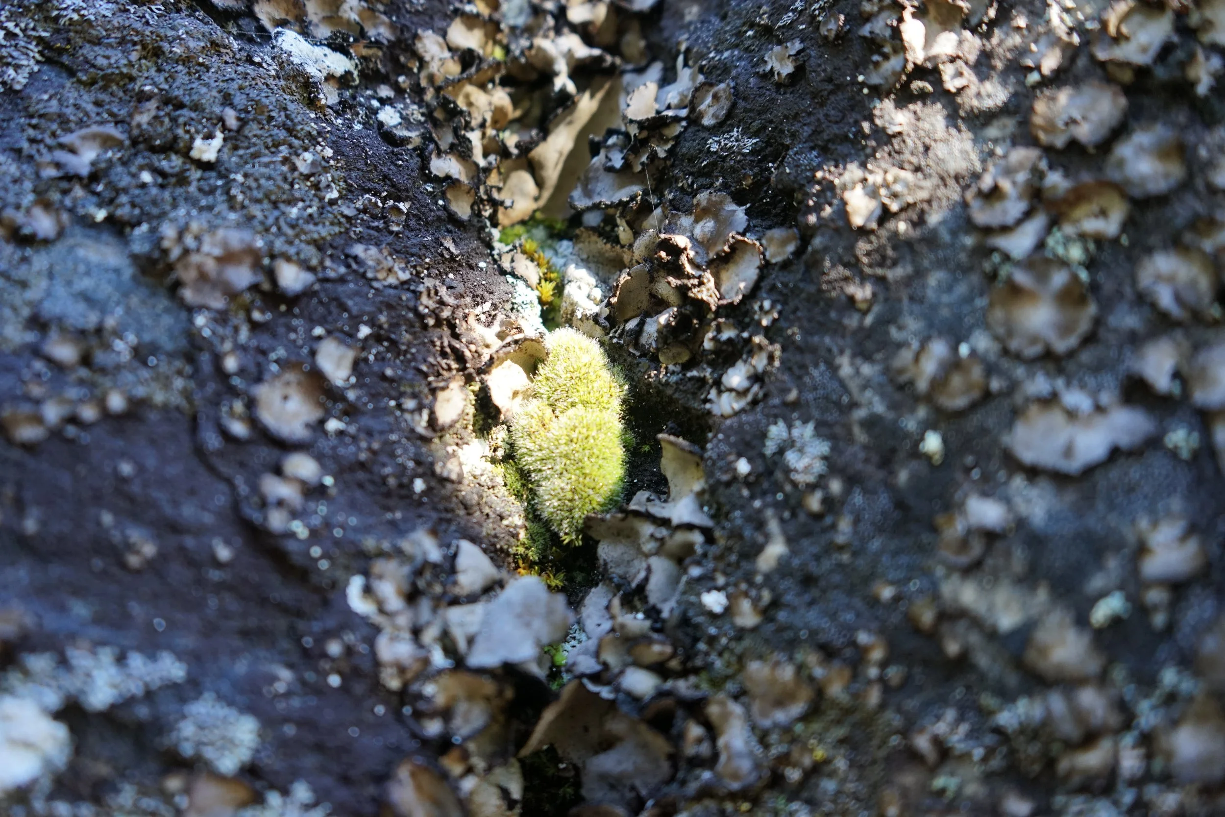 Close-up of a crack in a tree trunk with small green moss or lichen growing inside.