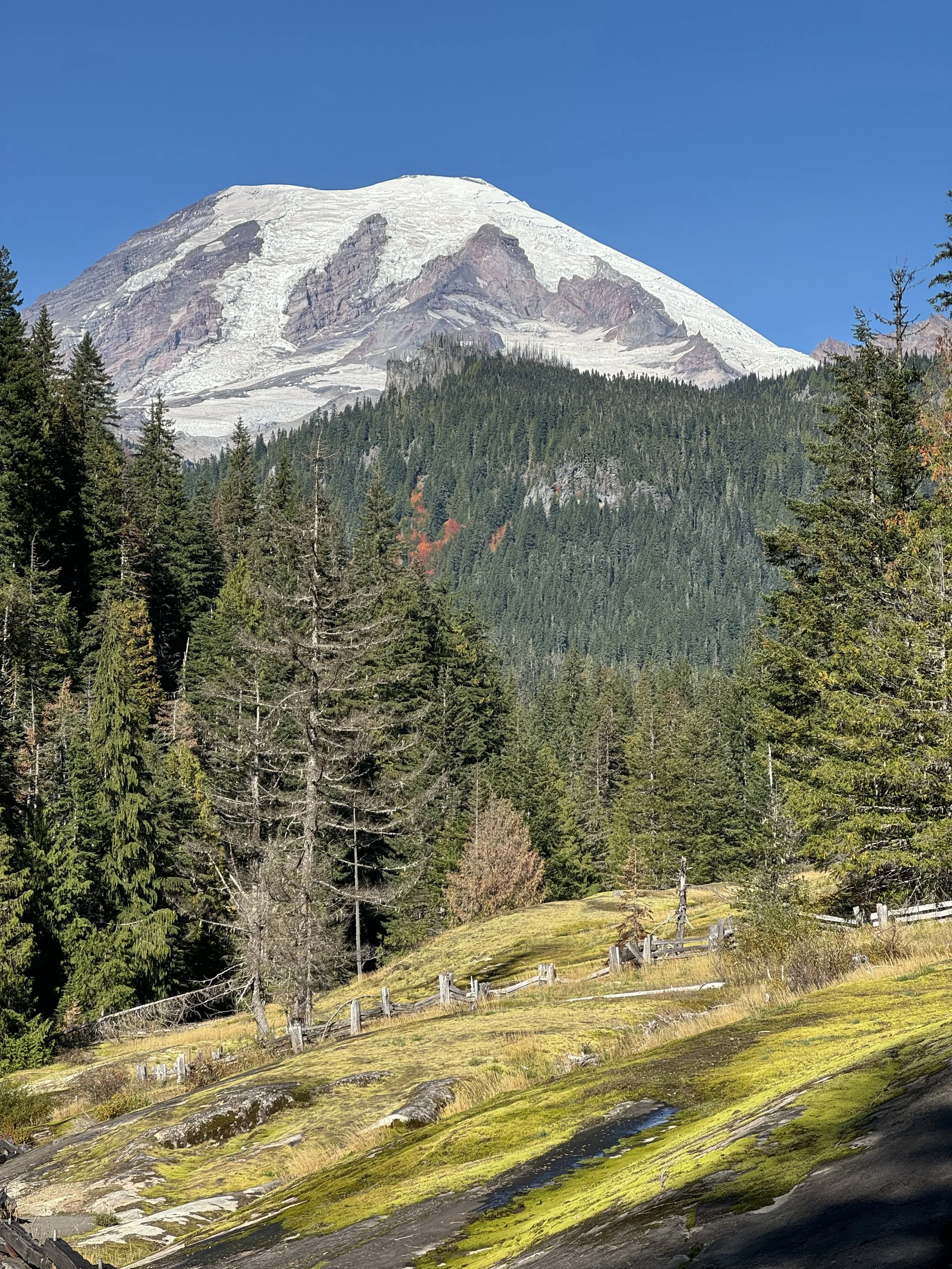 Snow-capped mountain behind a green forest with a grassy area and small log fence in the foreground.
