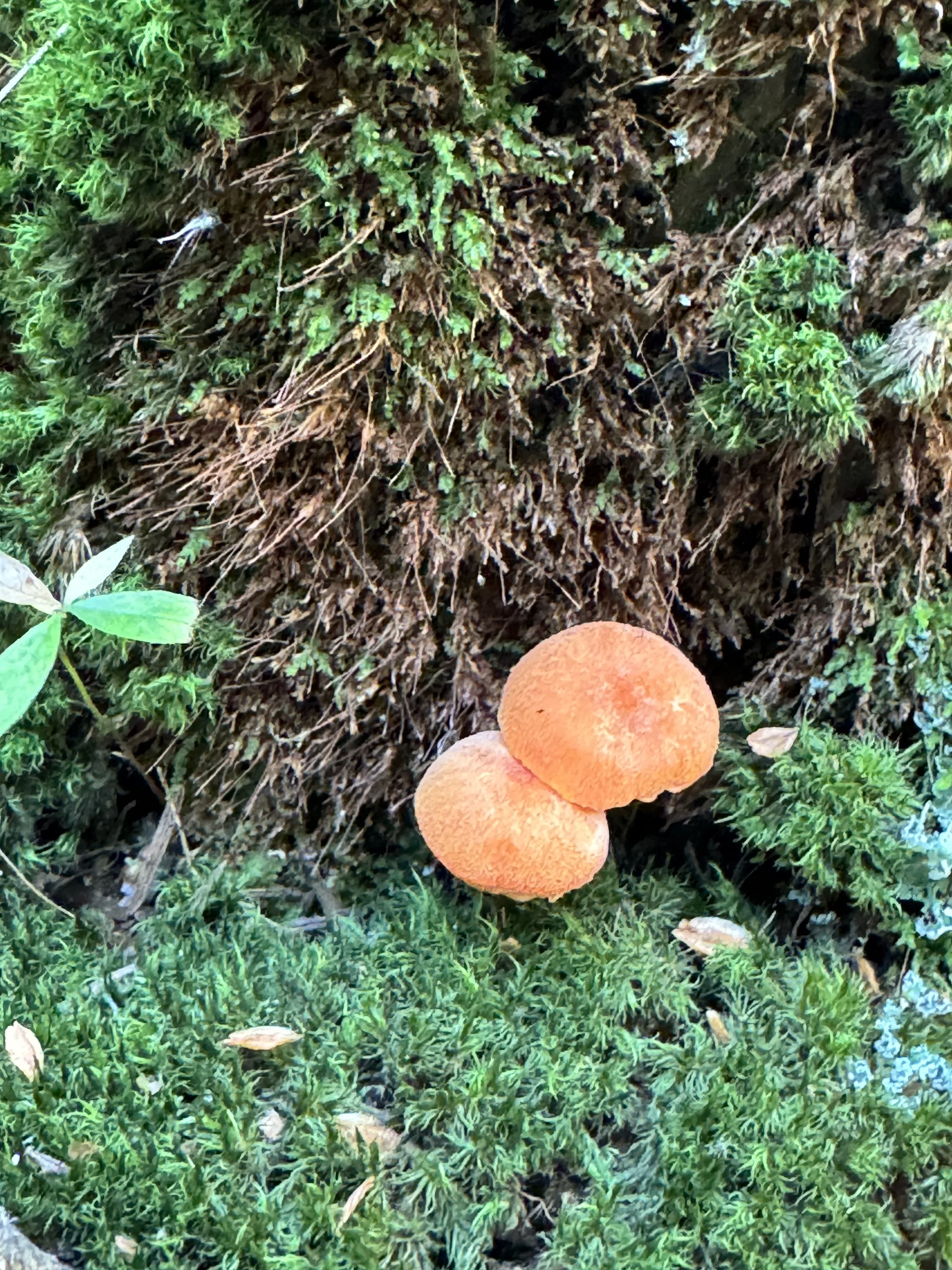 mushrooms and moss.jpg